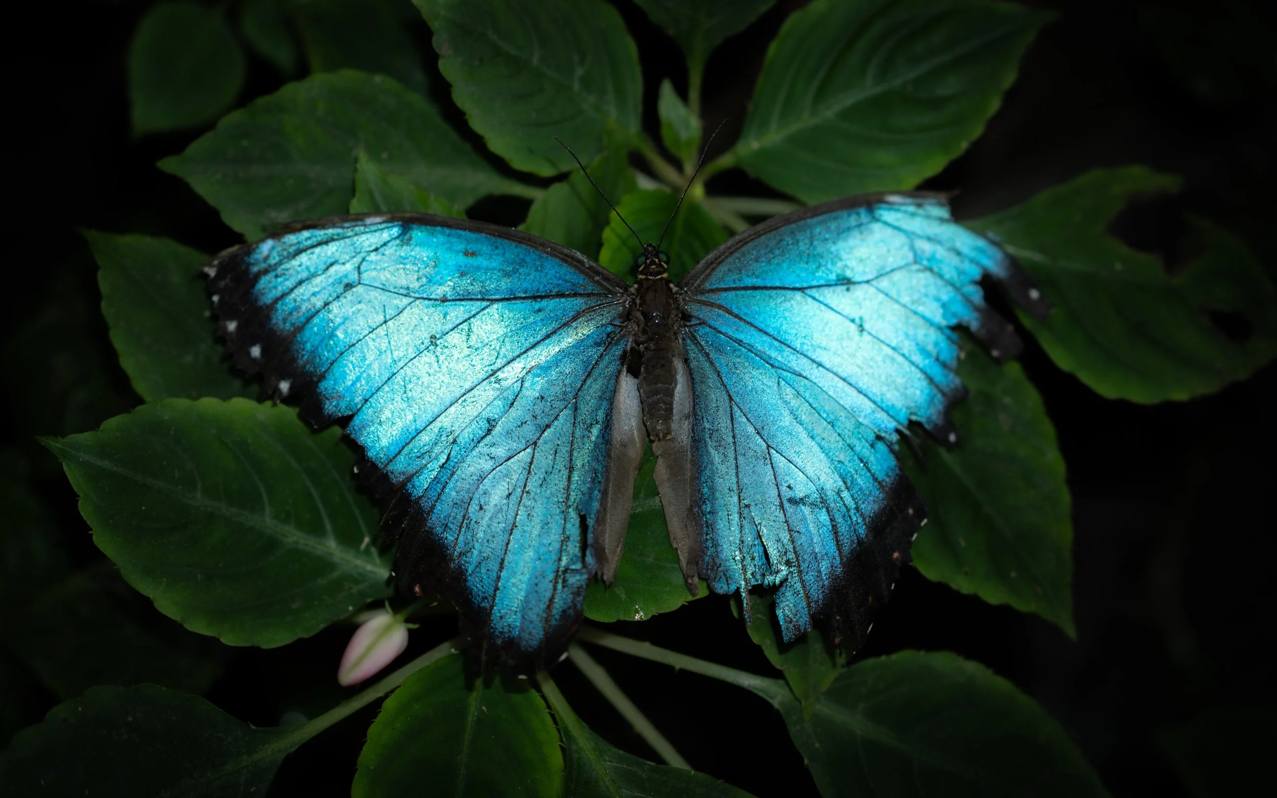 A vibrant blue butterfly with black edges resting on green leaves.