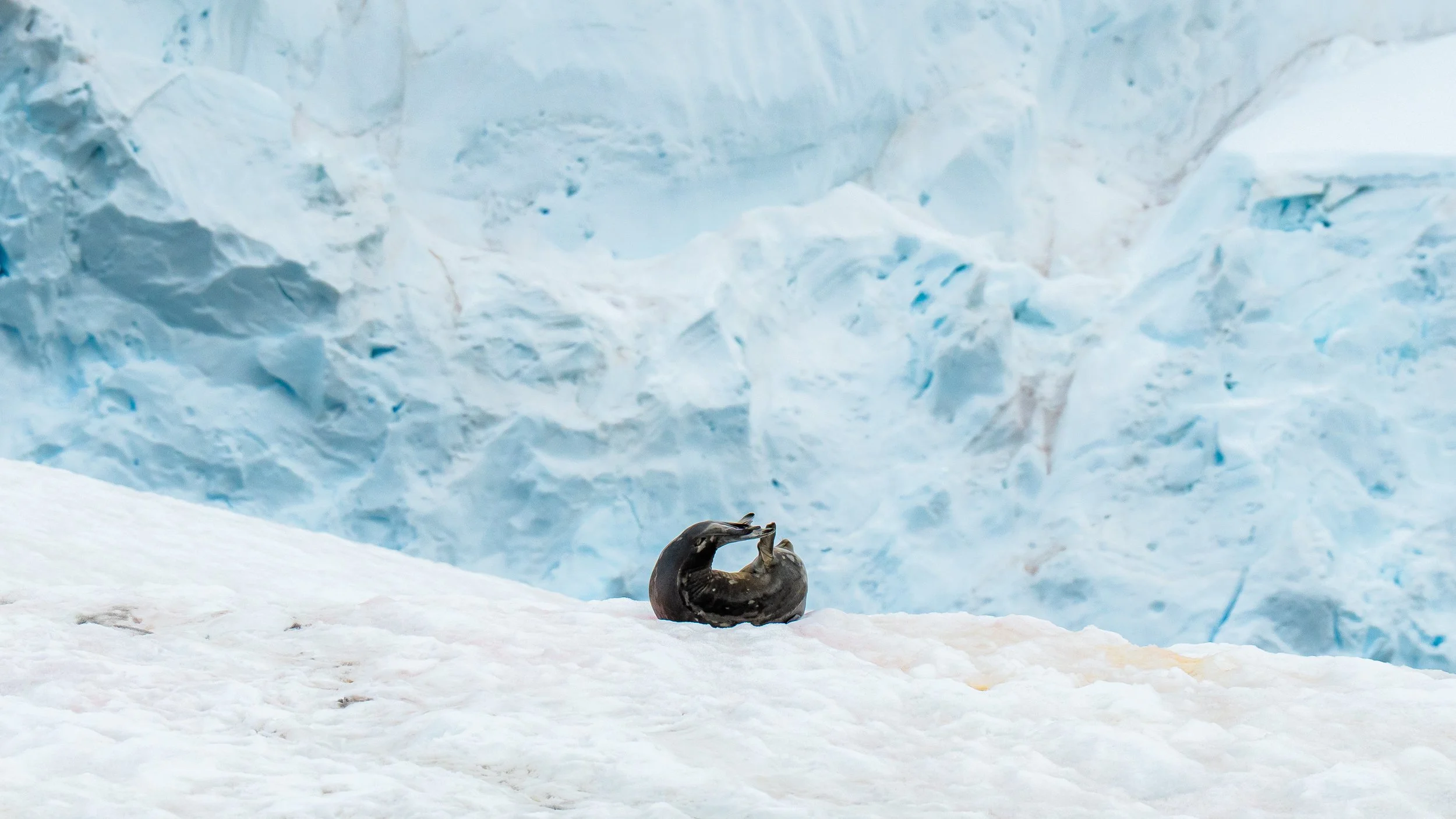 A seal on snow in front of a large ice formation, holding a small fish in its mouth.