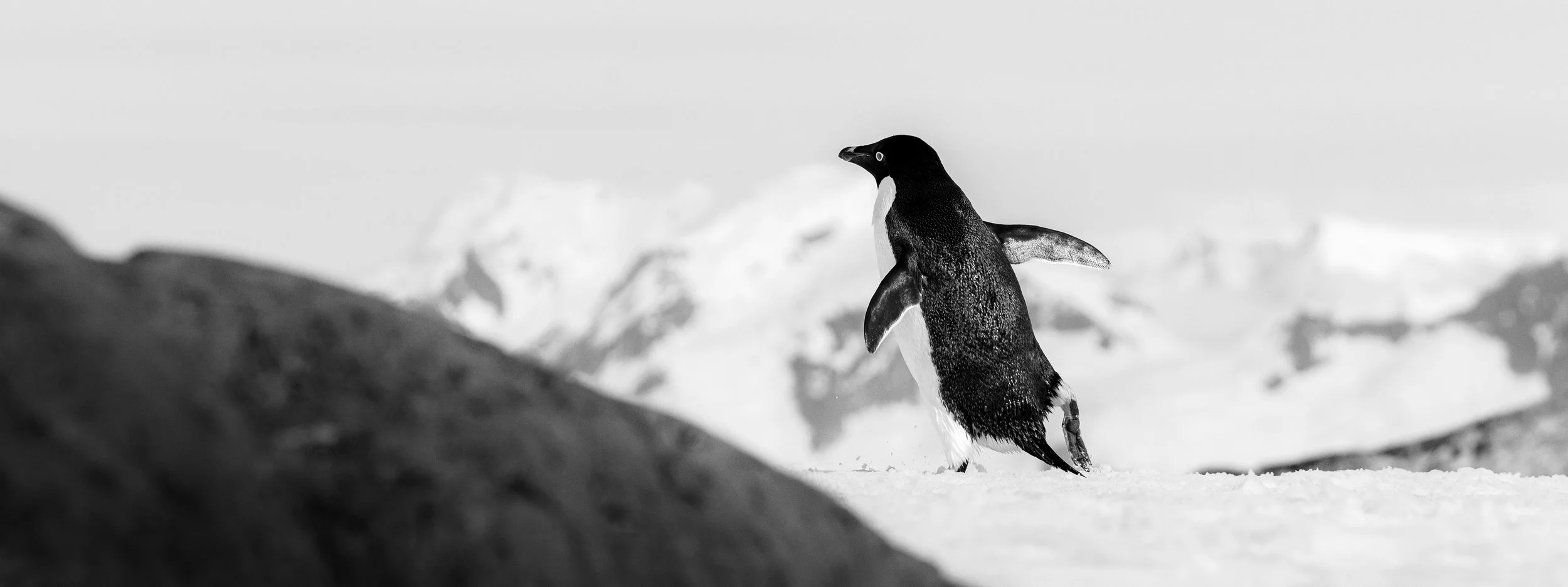 A penguin standing on snow with mountains in the background in black and white.