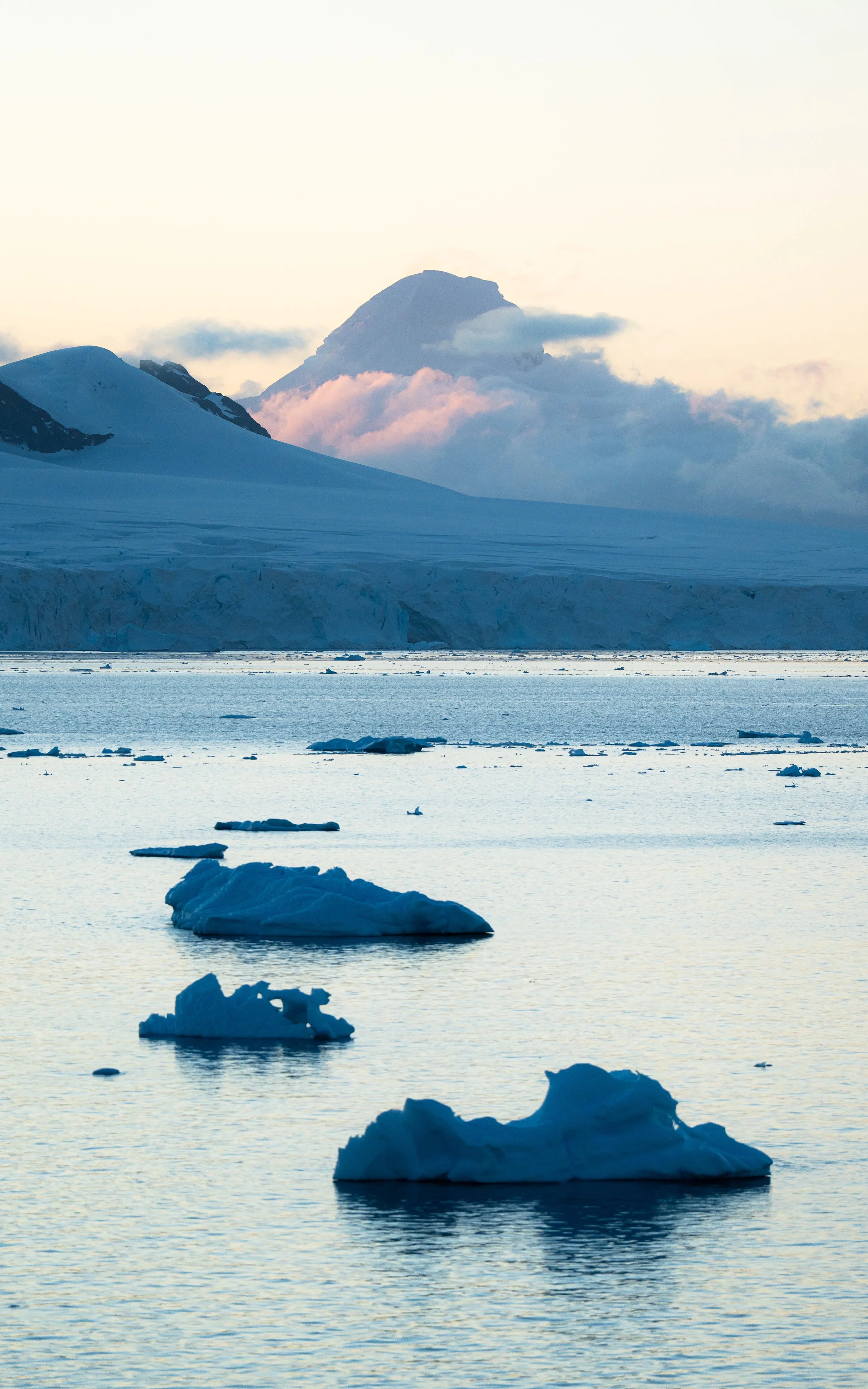 Icebergs floating in a cold ocean with snow-covered mountains in the background under a pale sky.