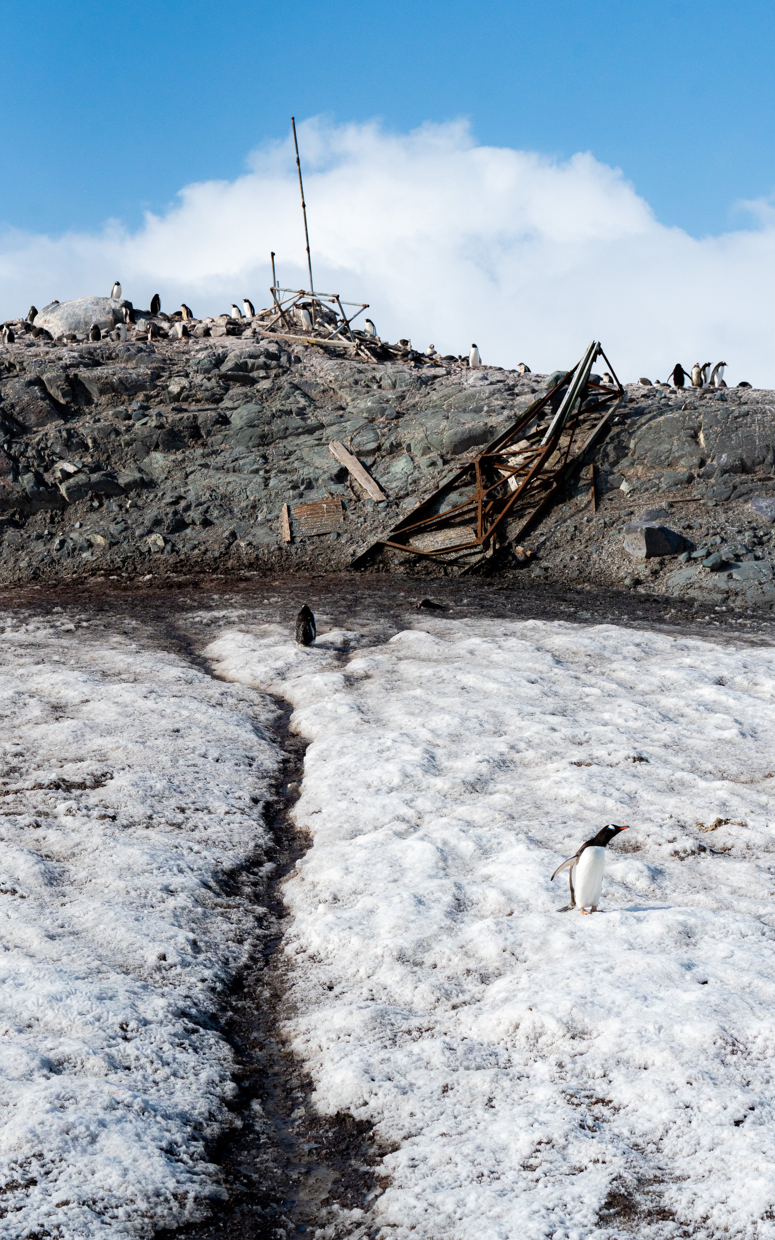 A snowy and rocky landscape with a trail of dark melted snow. Several penguins are walking on the snow, and some are perched on rocks and snow. Debris and ruins are visible on the rocky hilltop.