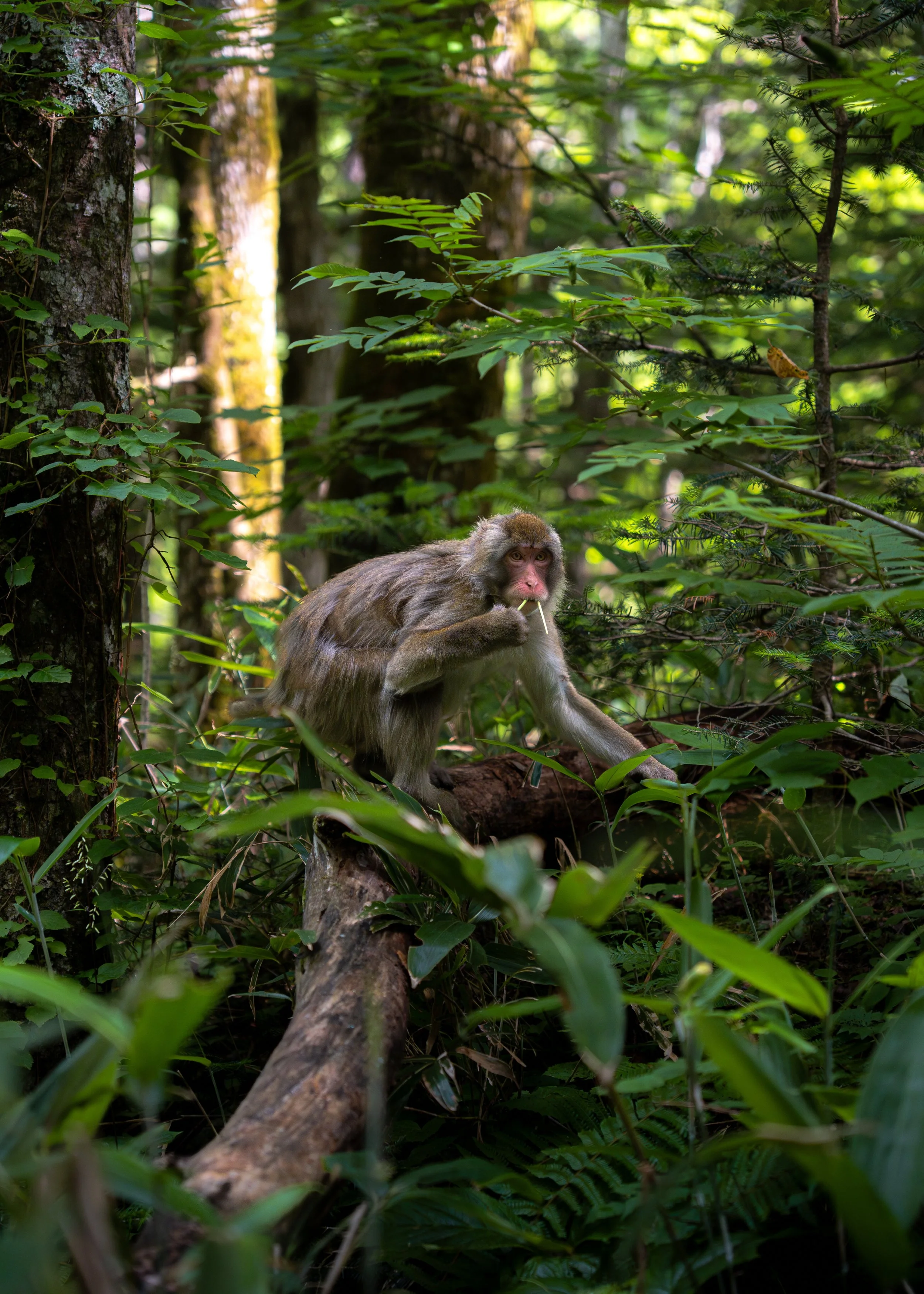 A monkey is sitting on a fallen tree trunk in a dense, green forest, surrounded by leaves and trees.