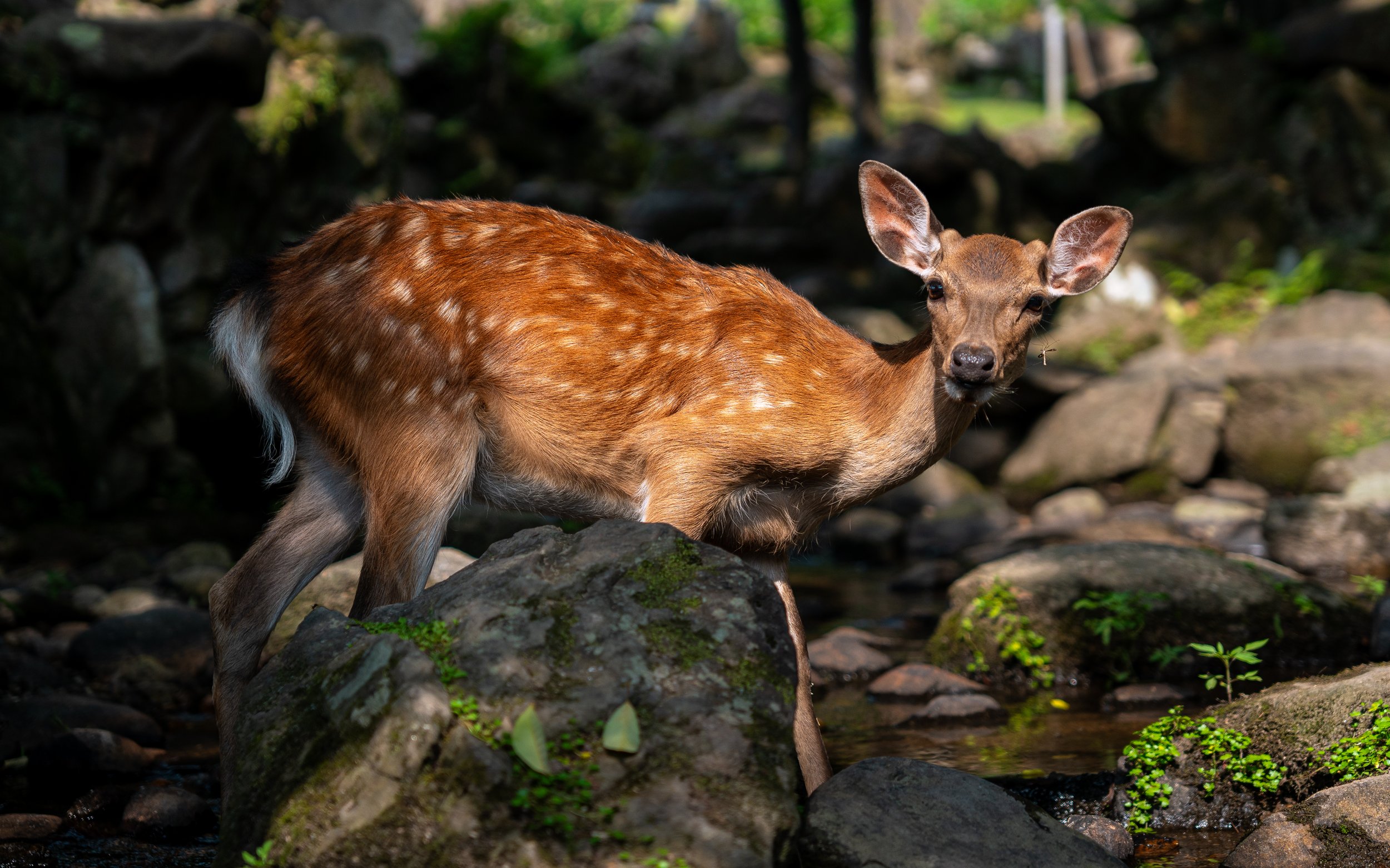 A young deer standing on rocks near a stream with green moss and foliage in the background.