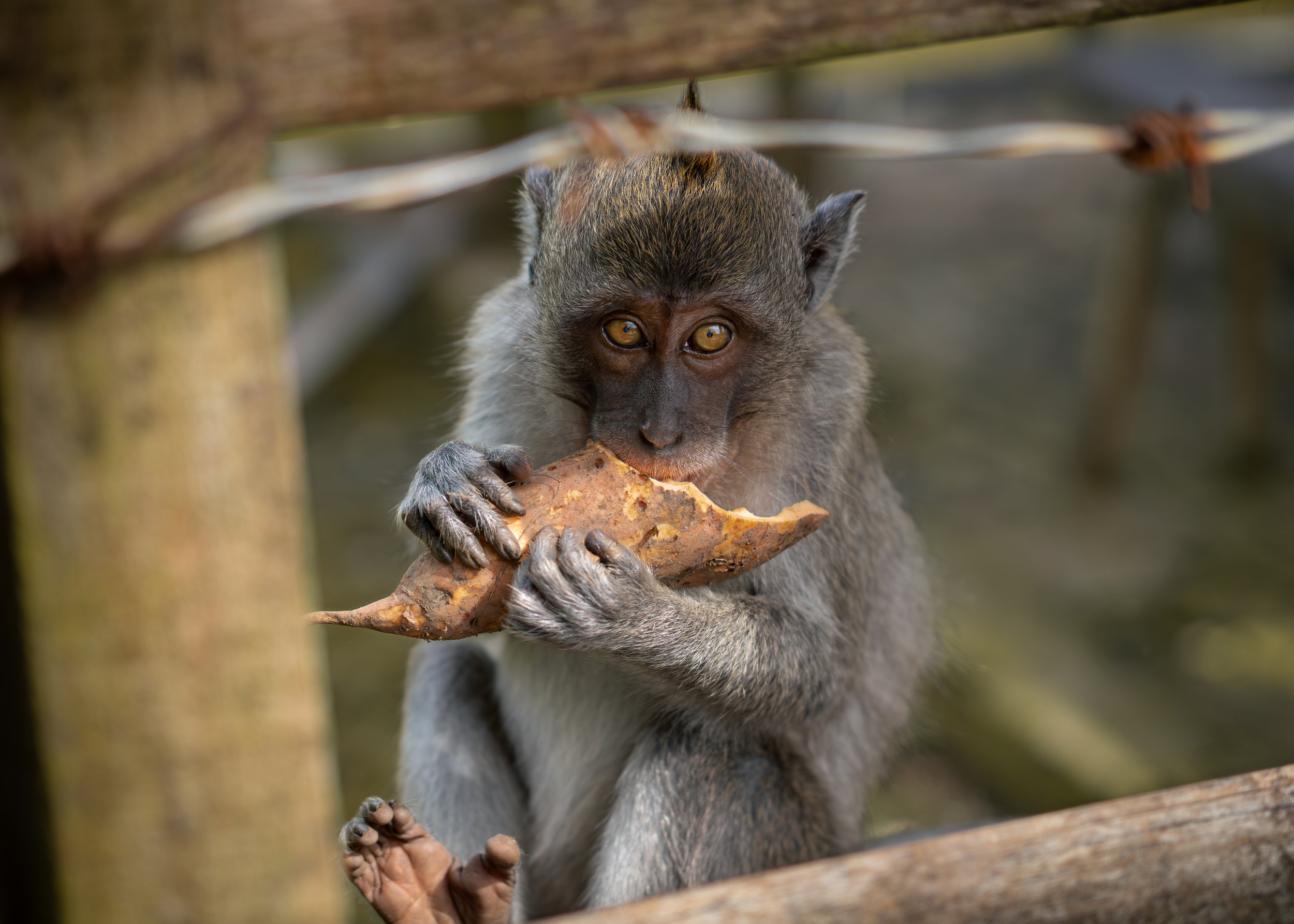 A young monkey holding a piece of bark or wood, with a wooden fence or barrier in the background.