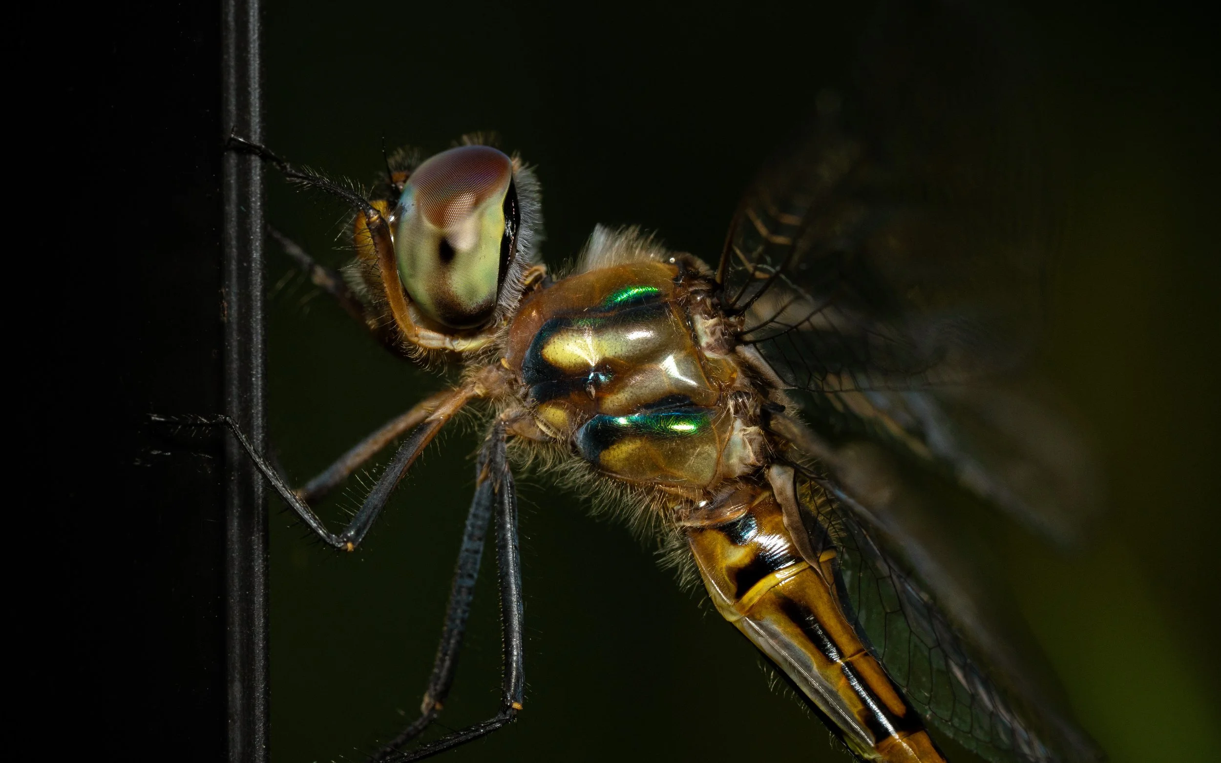 Close-up of a dragonfly catching and holding a smaller insect on a dark background.
