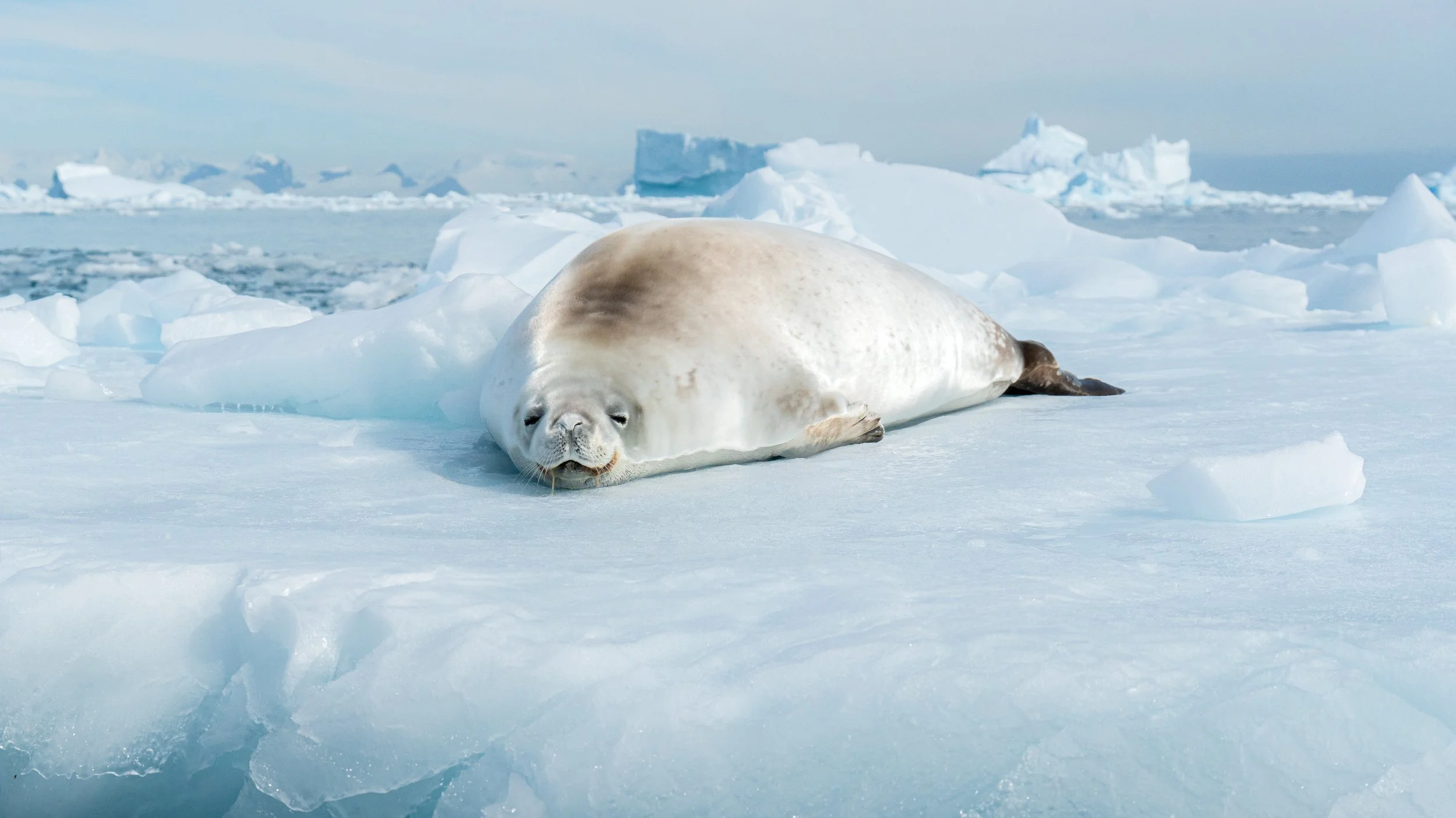 A seal resting on the icy Arctic surface with icebergs and ice floes in the background.