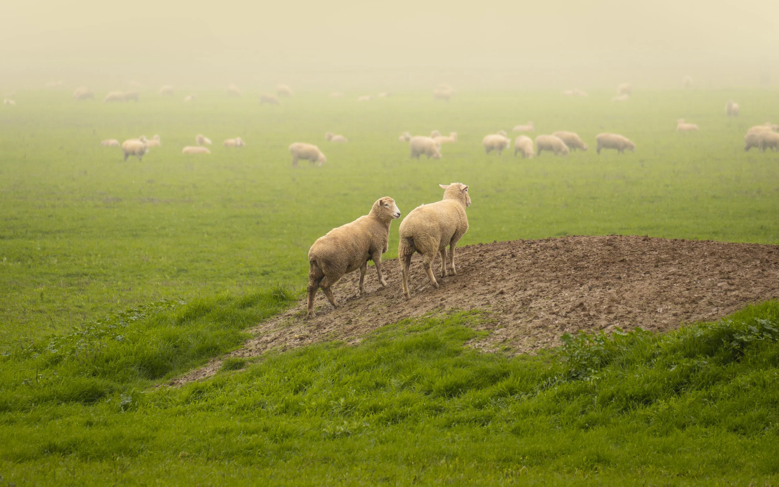 Two sheep standing on a small dirt hill in the foreground, with a green grassy field and a flock of sheep in the background, under a foggy sky.