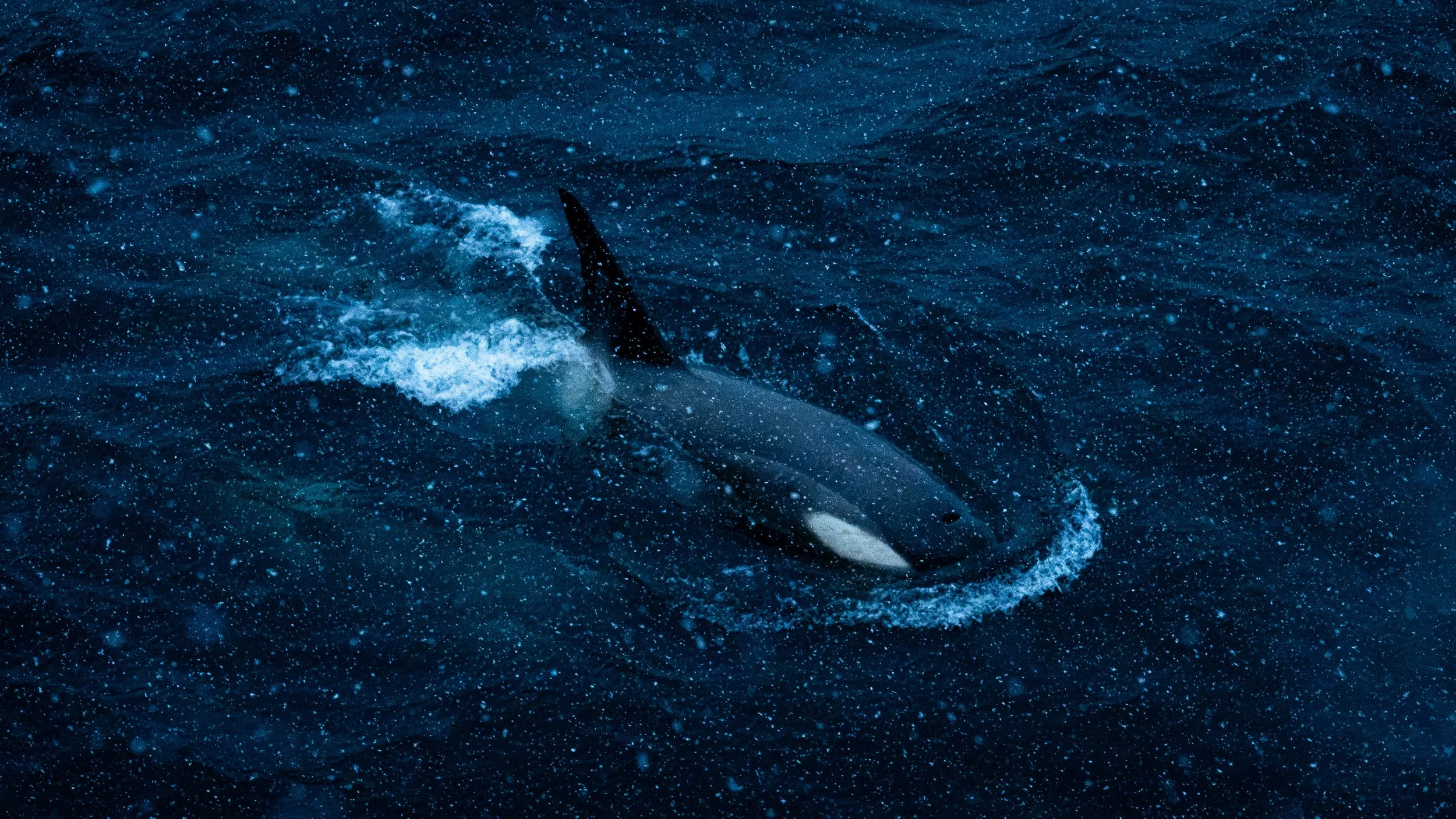 A whale breaching the water surface at night, surrounded by splashing water and foam.