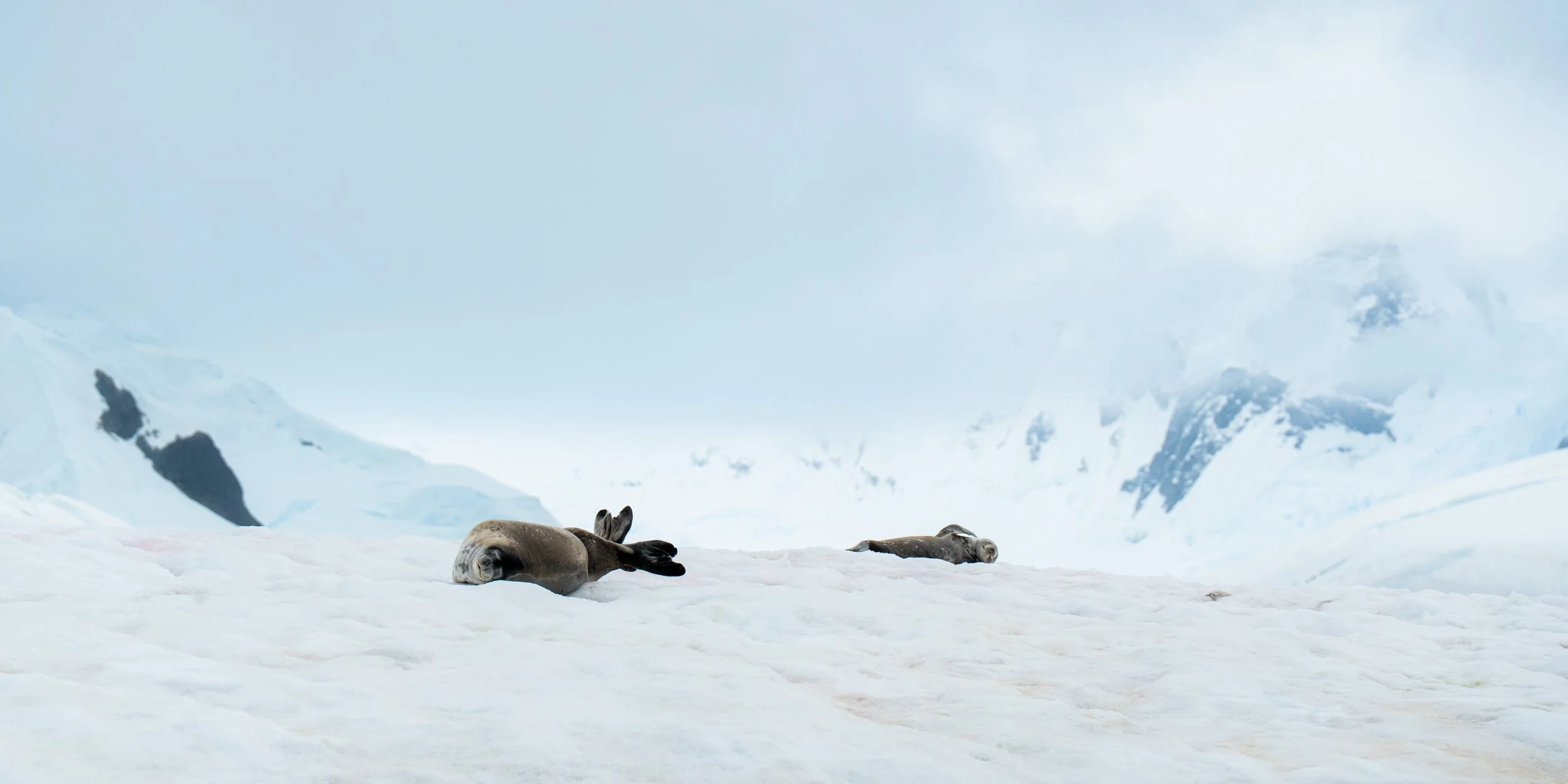 Two seals lying on their backs on snow in a cold, mountainous environment.