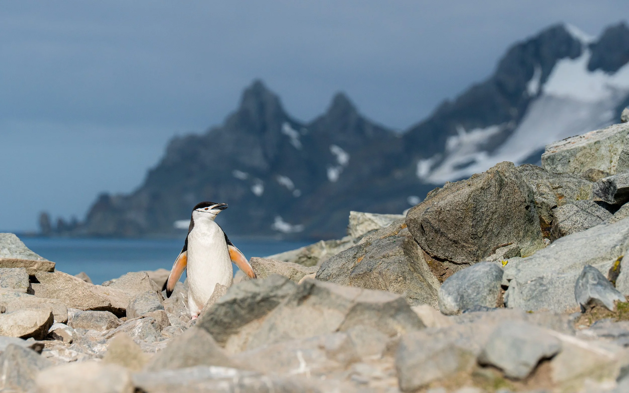 A penguin standing on rocky terrain near water with mountains and clouds in the background.