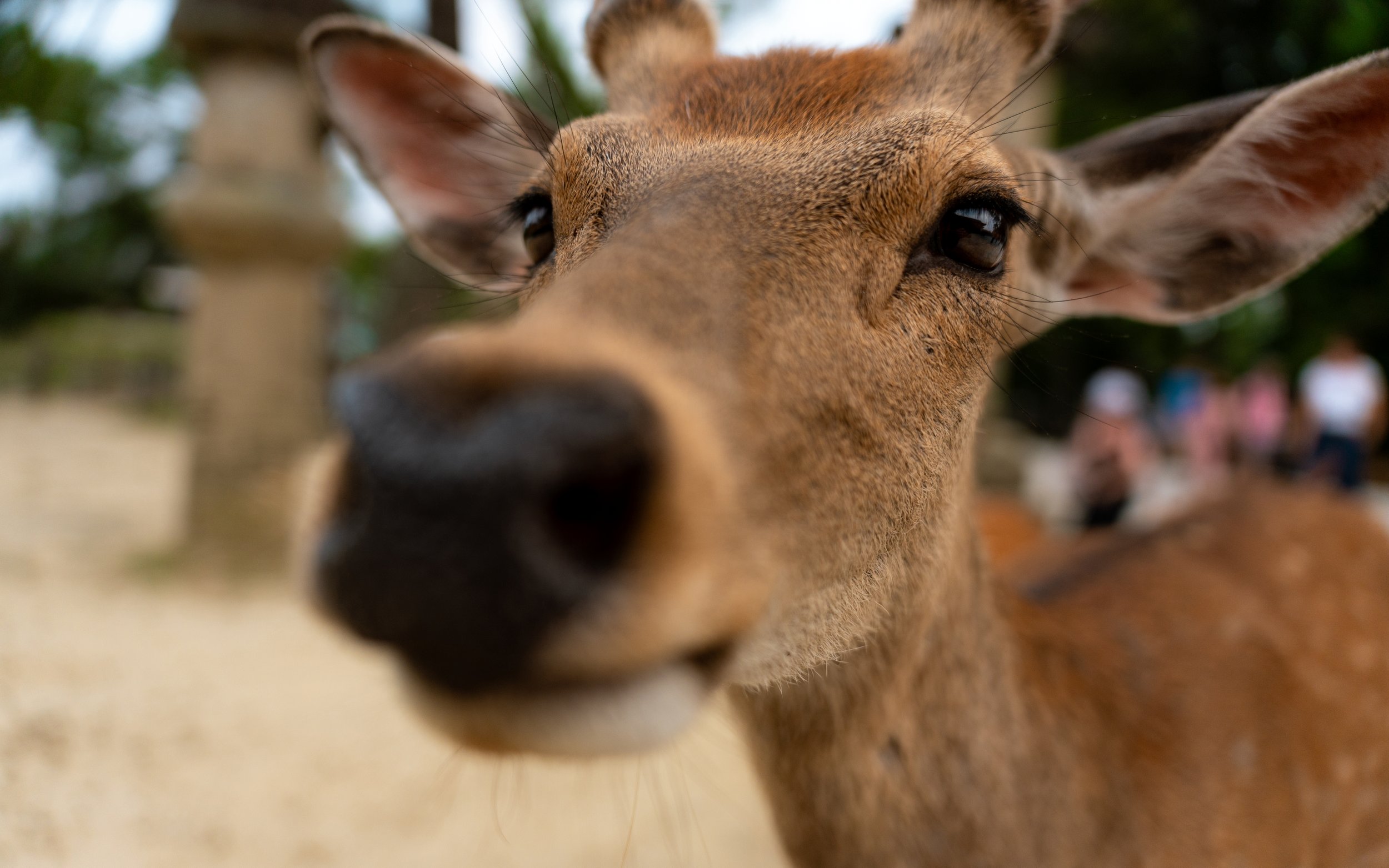 Close-up of a deer's face, focusing on its nose and eyes.