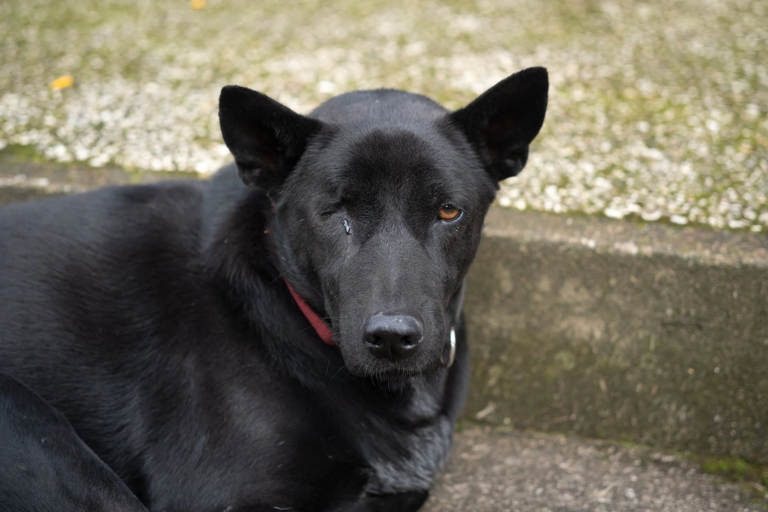 Black dog with pointy ears and amber eyes standing on a concrete surface outdoors, with a blurred background of vegetation.
