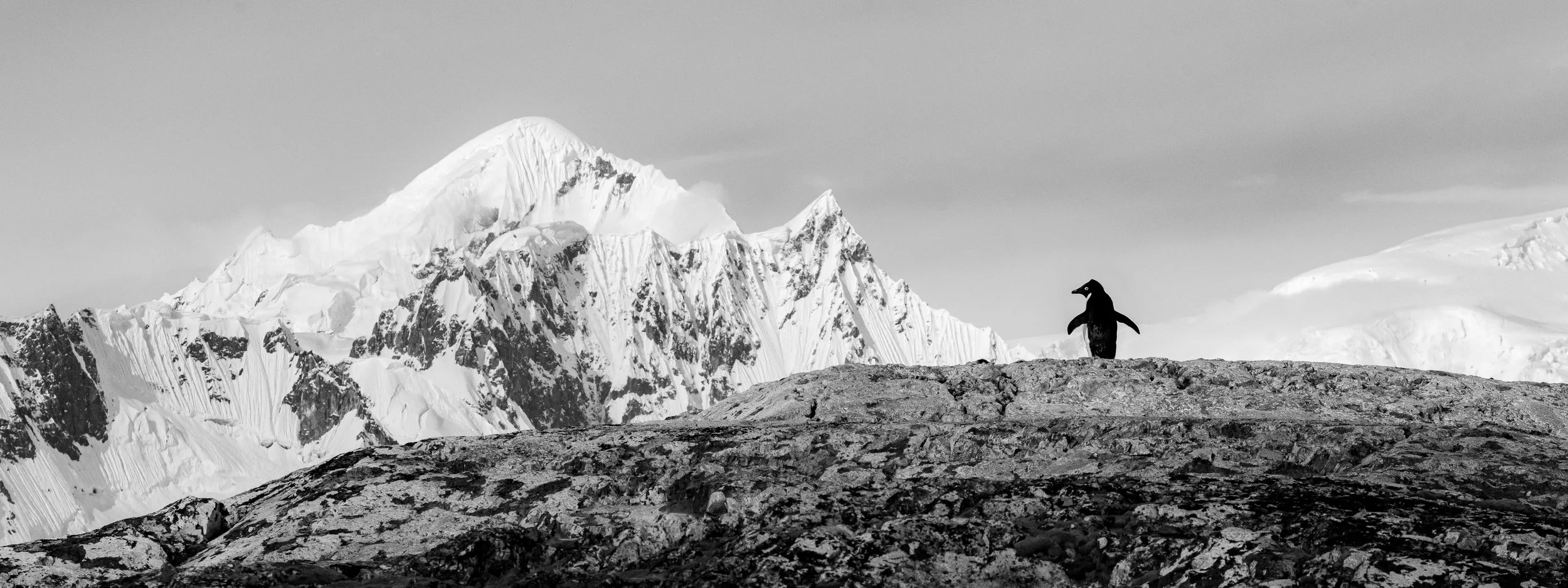 A penguin standing on rocky terrain with a snow-covered mountain and glacier in the background, in black and white.