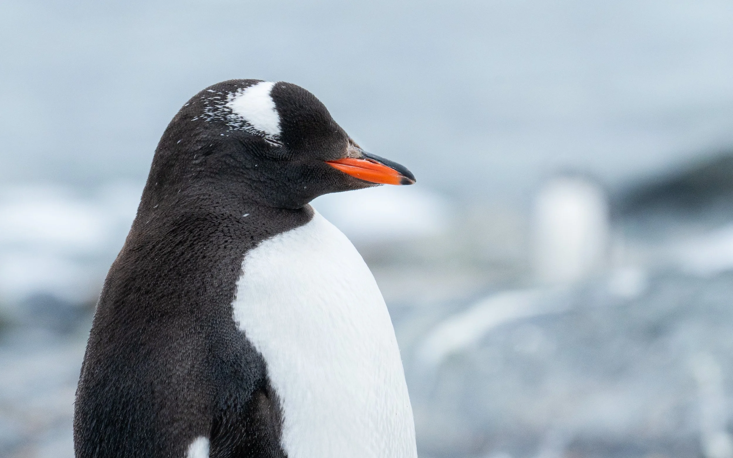 Close-up of a penguin with black and white feathers and orange beak, standing on a snowy or icy surface with a blurred background.