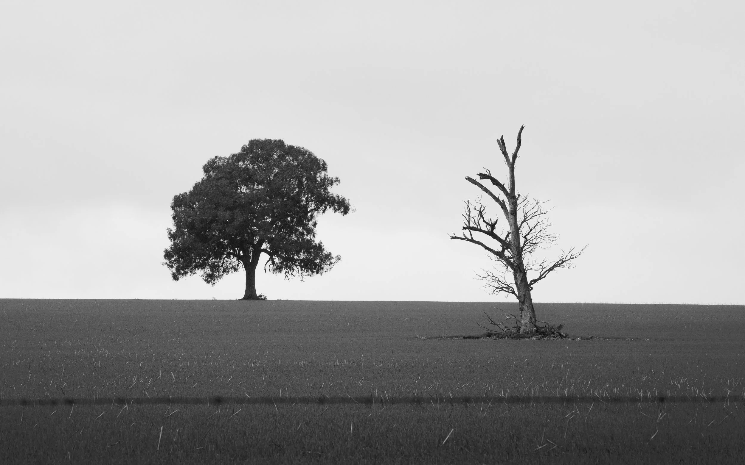 A black and white photograph of two trees on a grassy field, one lush and full, the other dead with bare branches, under a cloudy sky.