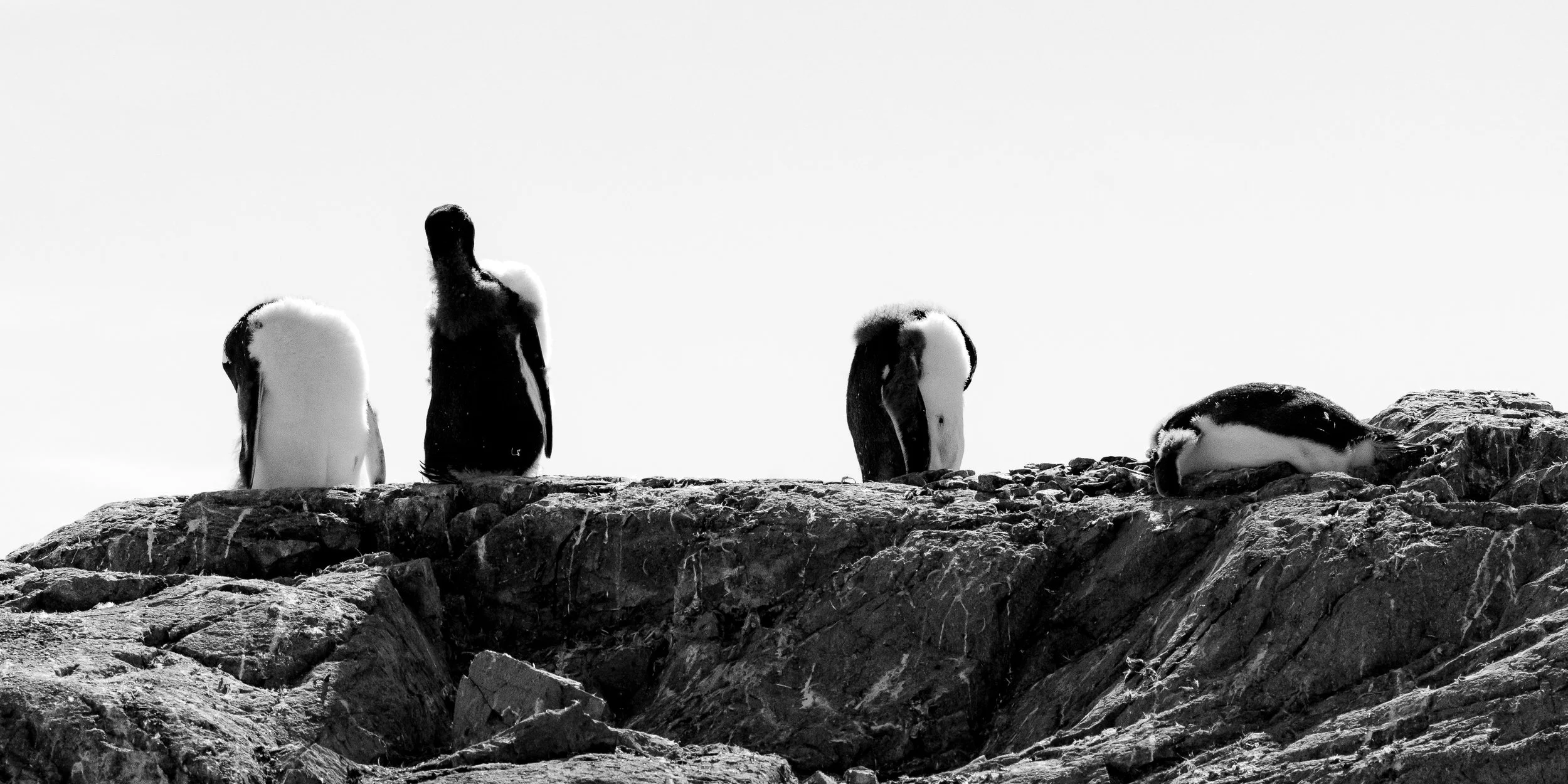 Four penguins on a rocky ledge with the sky in the background.