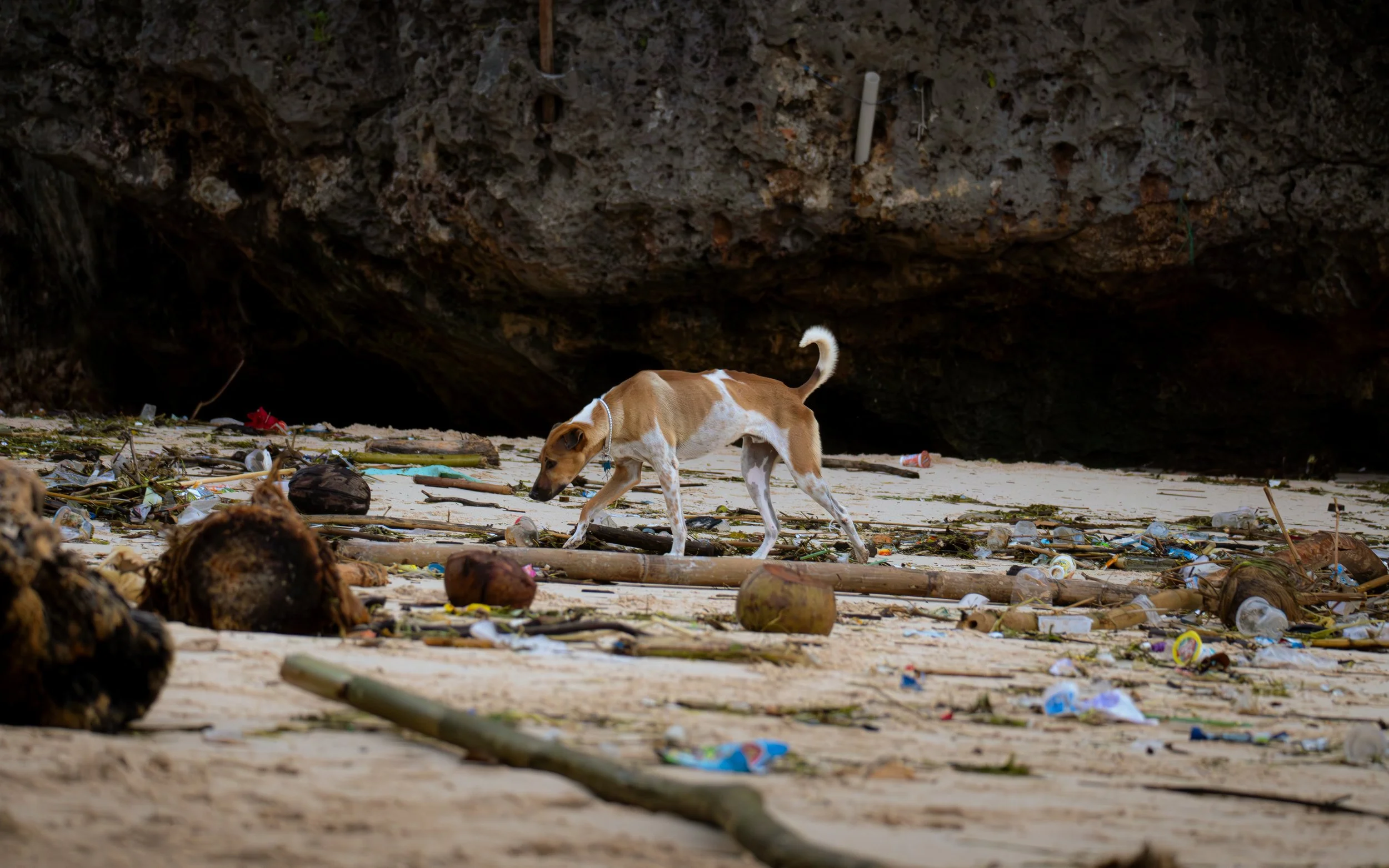 A tan and white dog on a sandy beach covered in trash, with a large dark cave in the background.