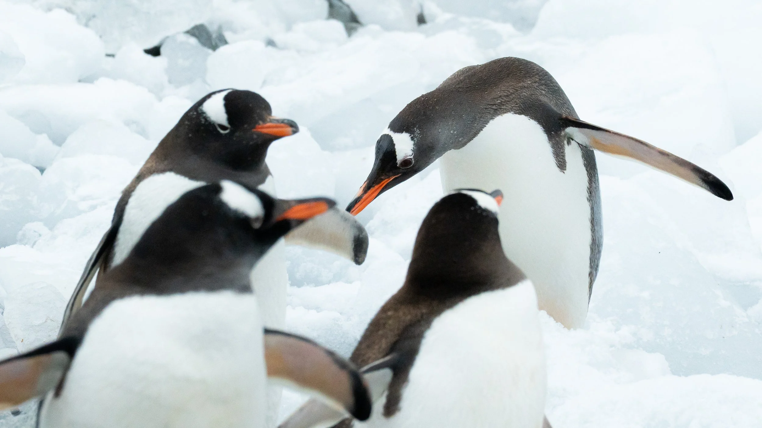 Group of penguins standing on snow with ice in the background.