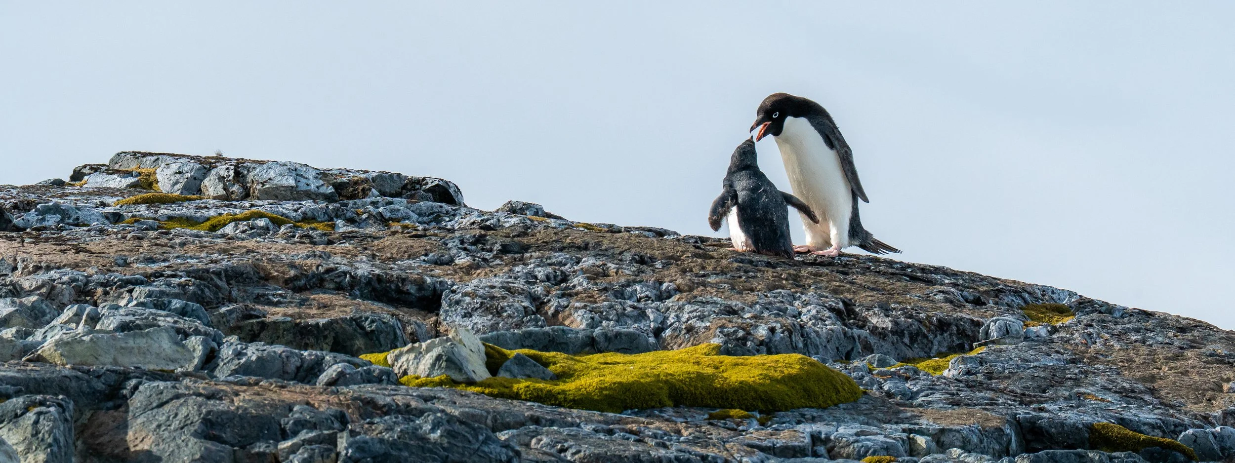 Two penguins on a rocky, moss-covered surface, with one adult penguin touching beak to a chick's head.