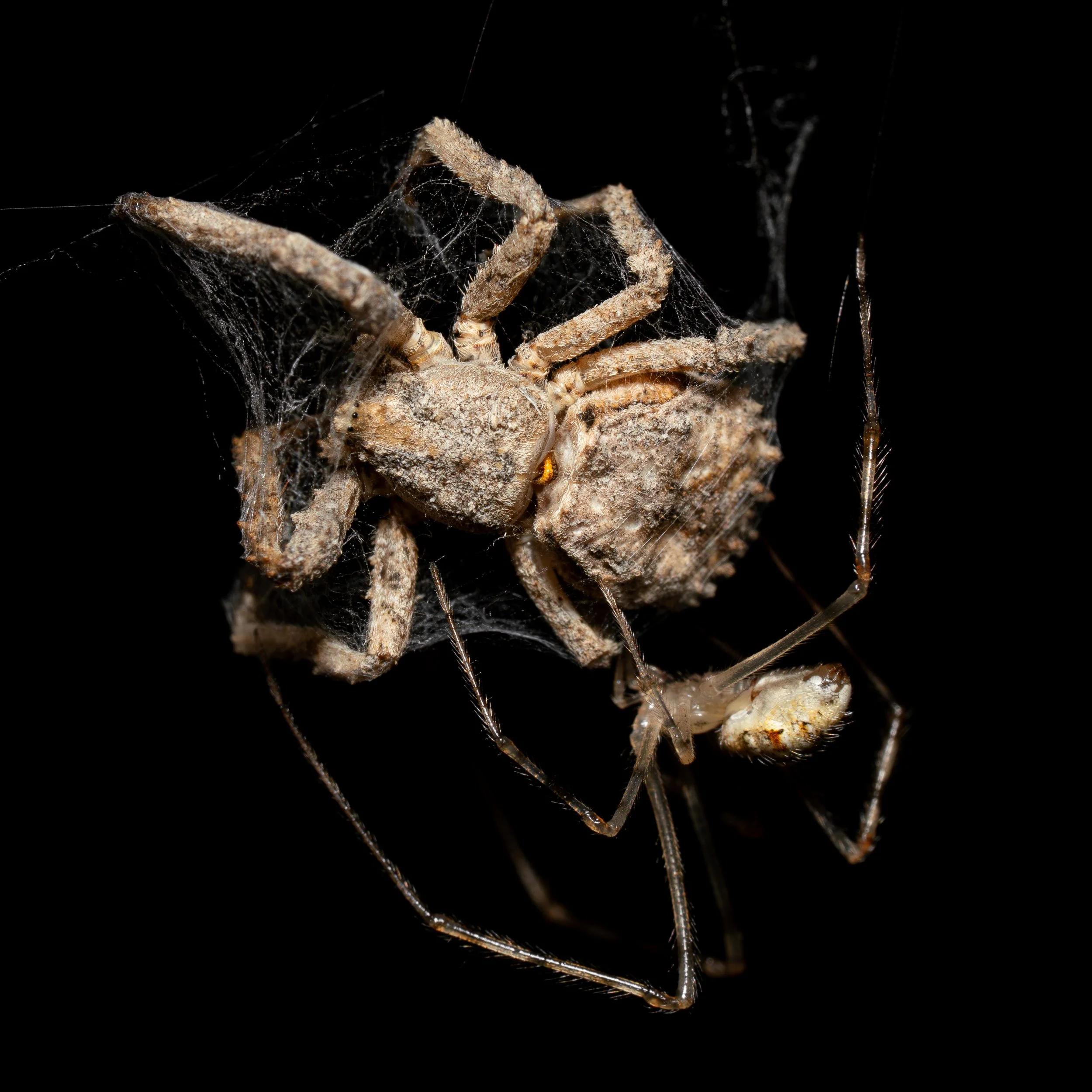 A close-up photograph of a spider wrapped in its web against a black background.
