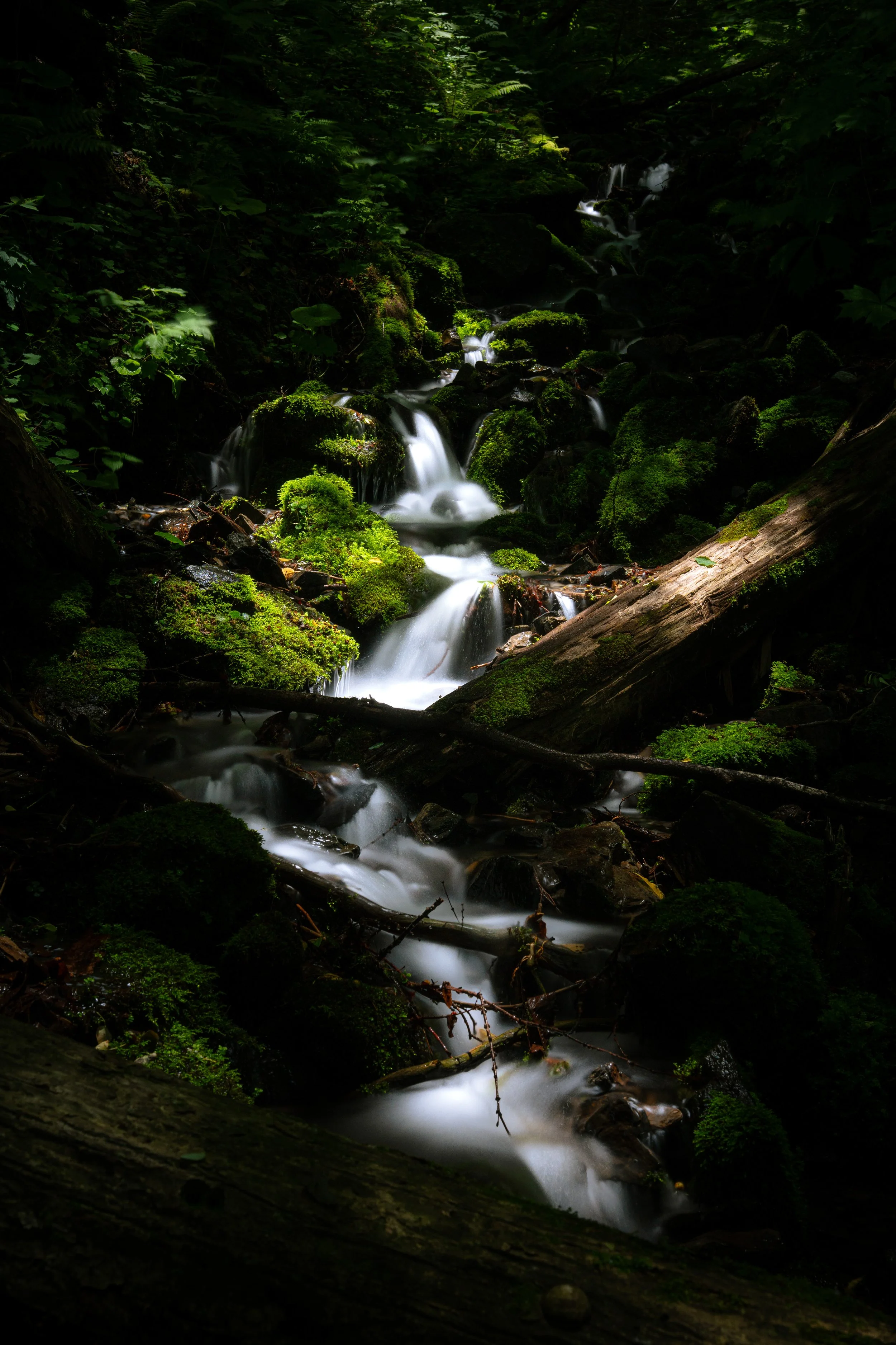 A small waterfall flowing over moss-covered rocks in a dense, shaded forest with lush green foliage.