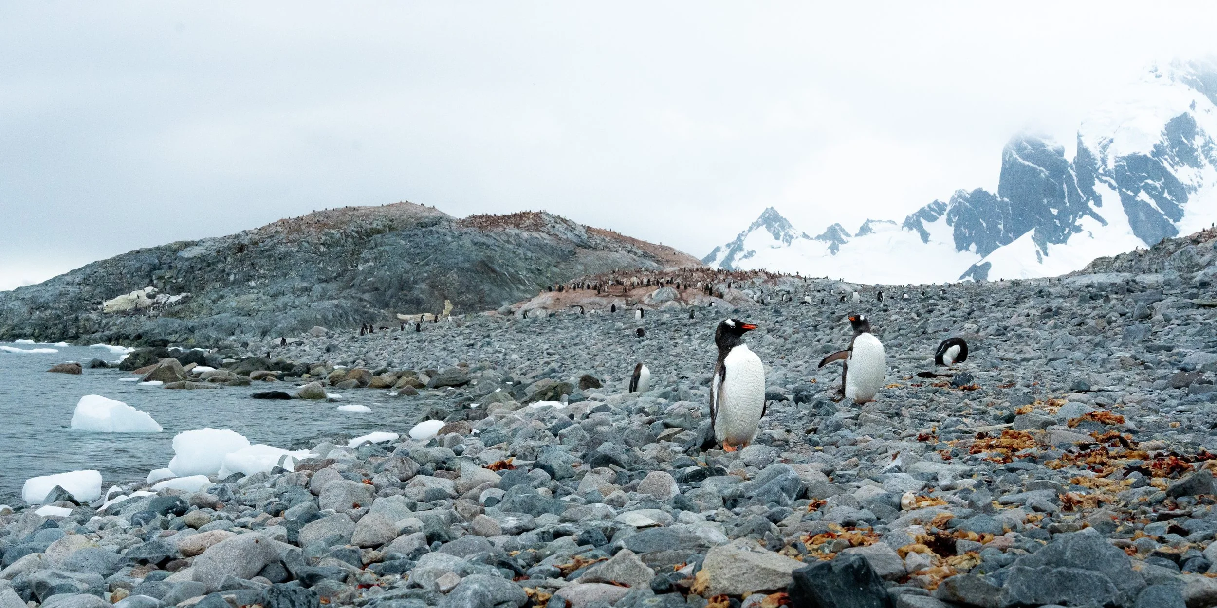 A rocky shore with penguins walking and standing, with snow-covered mountains and glaciers in the background.