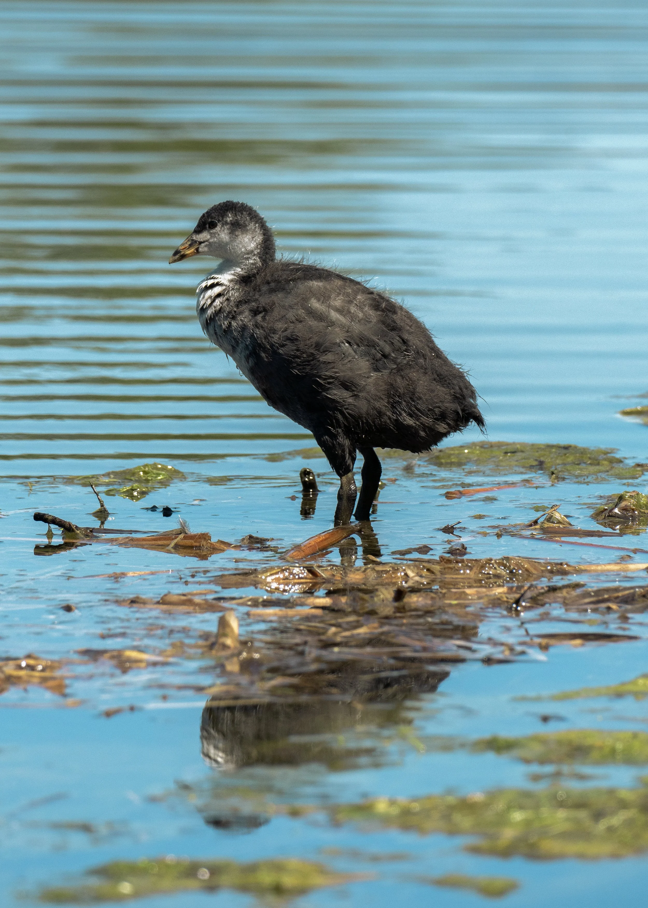 A young bird standing in shallow water with floating seaweed, reflecting on the water's surface.