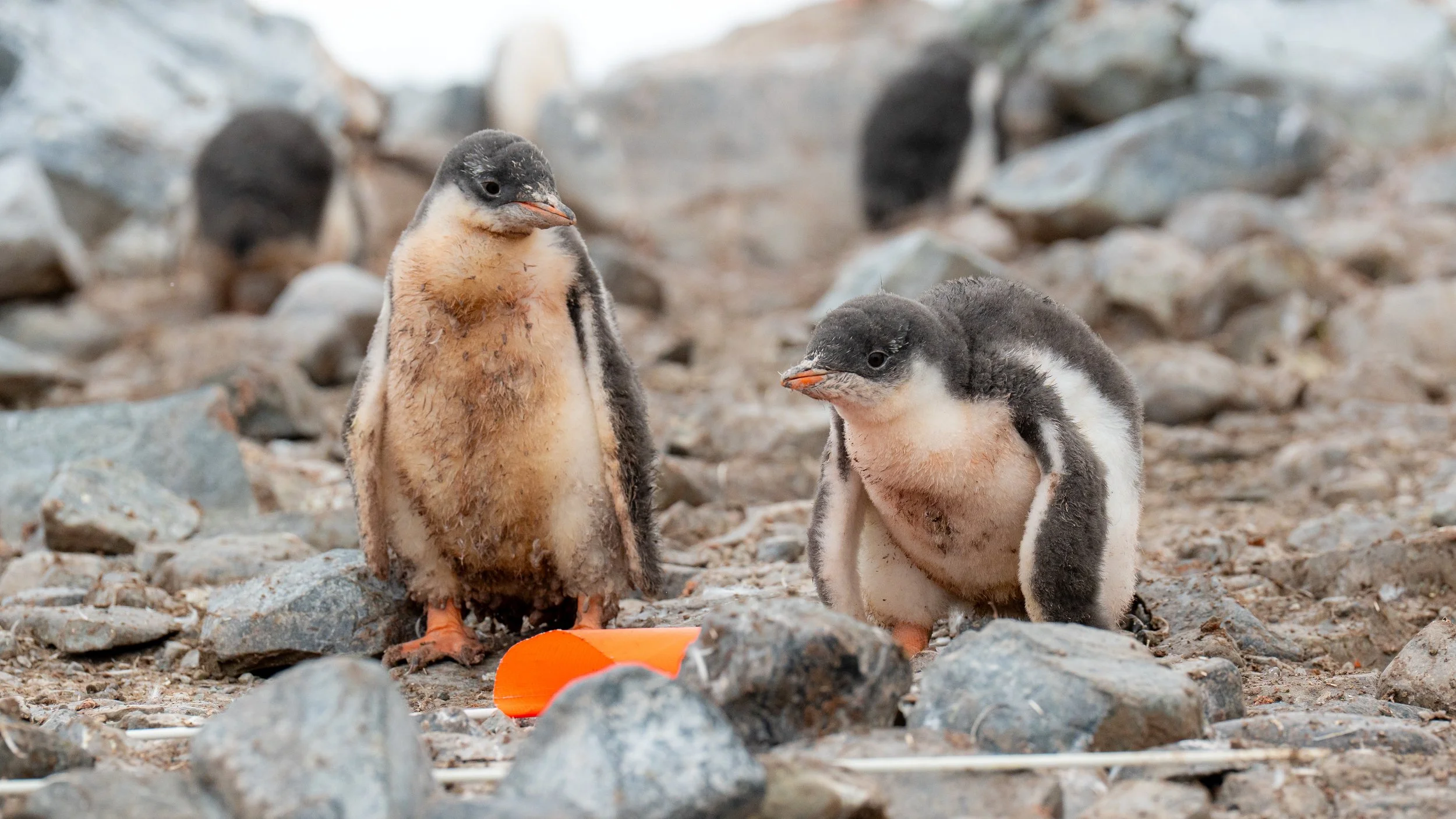 Two baby penguins standing on rocky ground near an orange object.