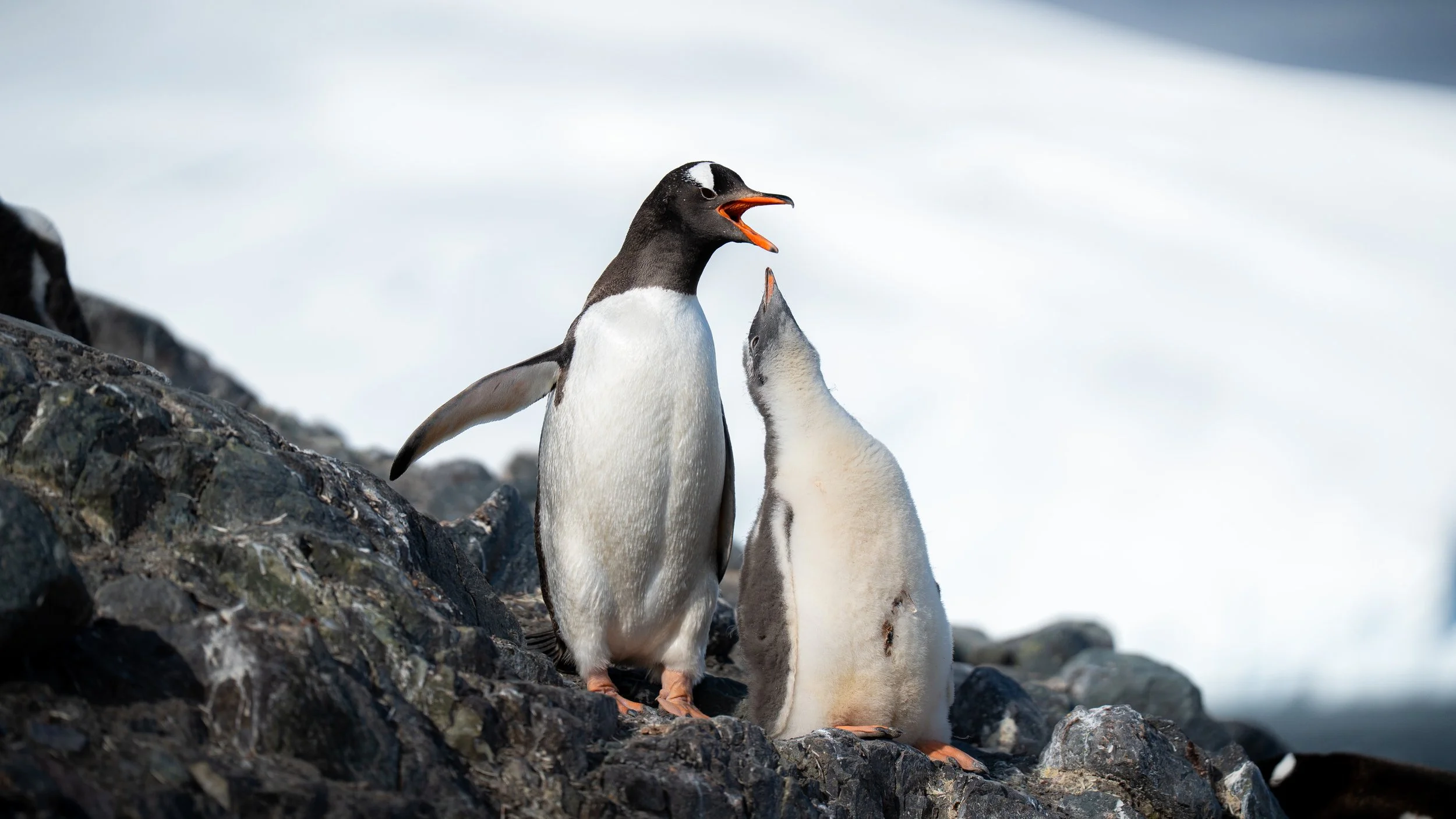 A penguin and a chick on rocky terrain; the penguin is calling out with its beak open, and the chick is close to it.