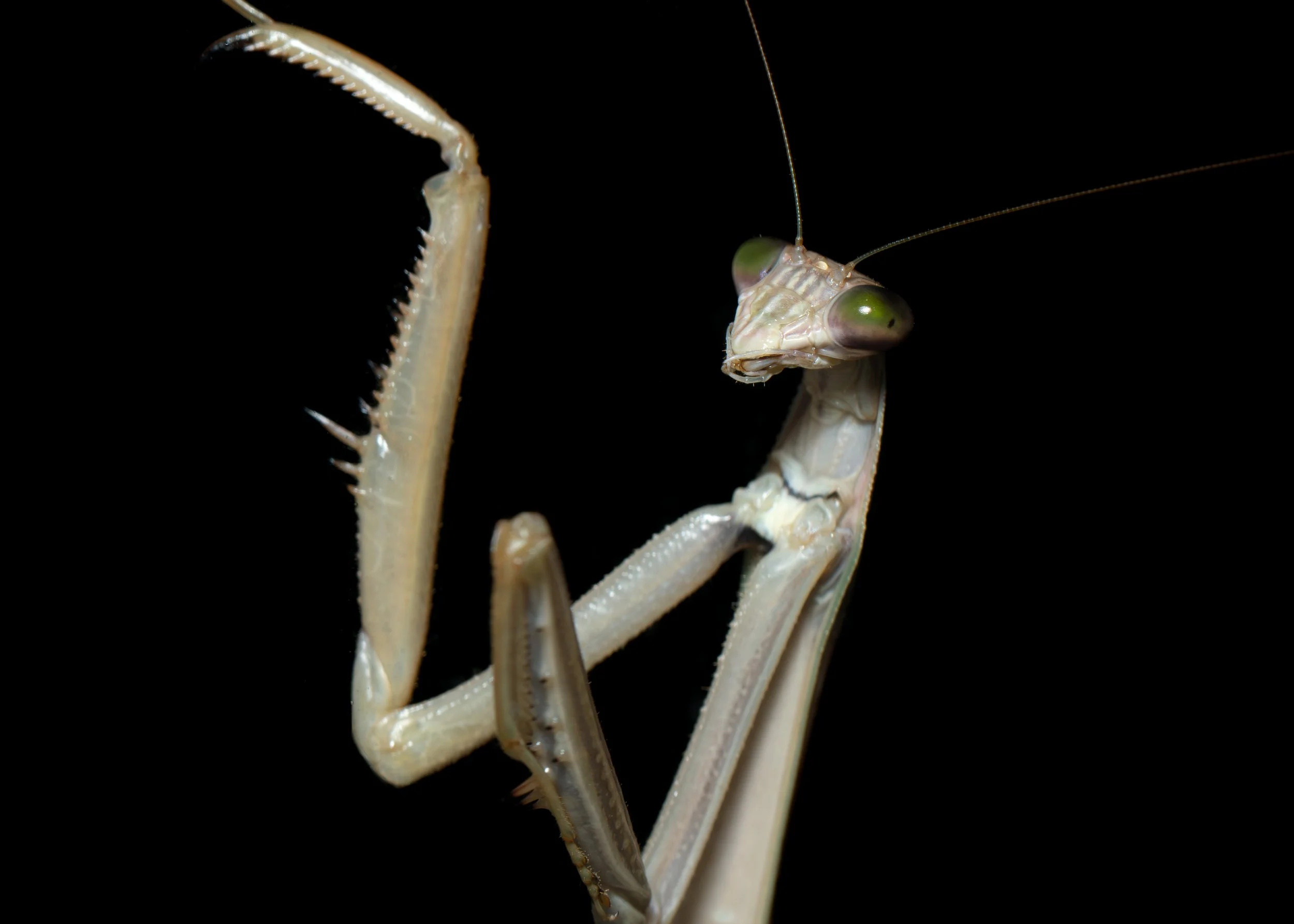 Close-up of a praying mantis's head and forelegs, showcasing detailed features against a black background