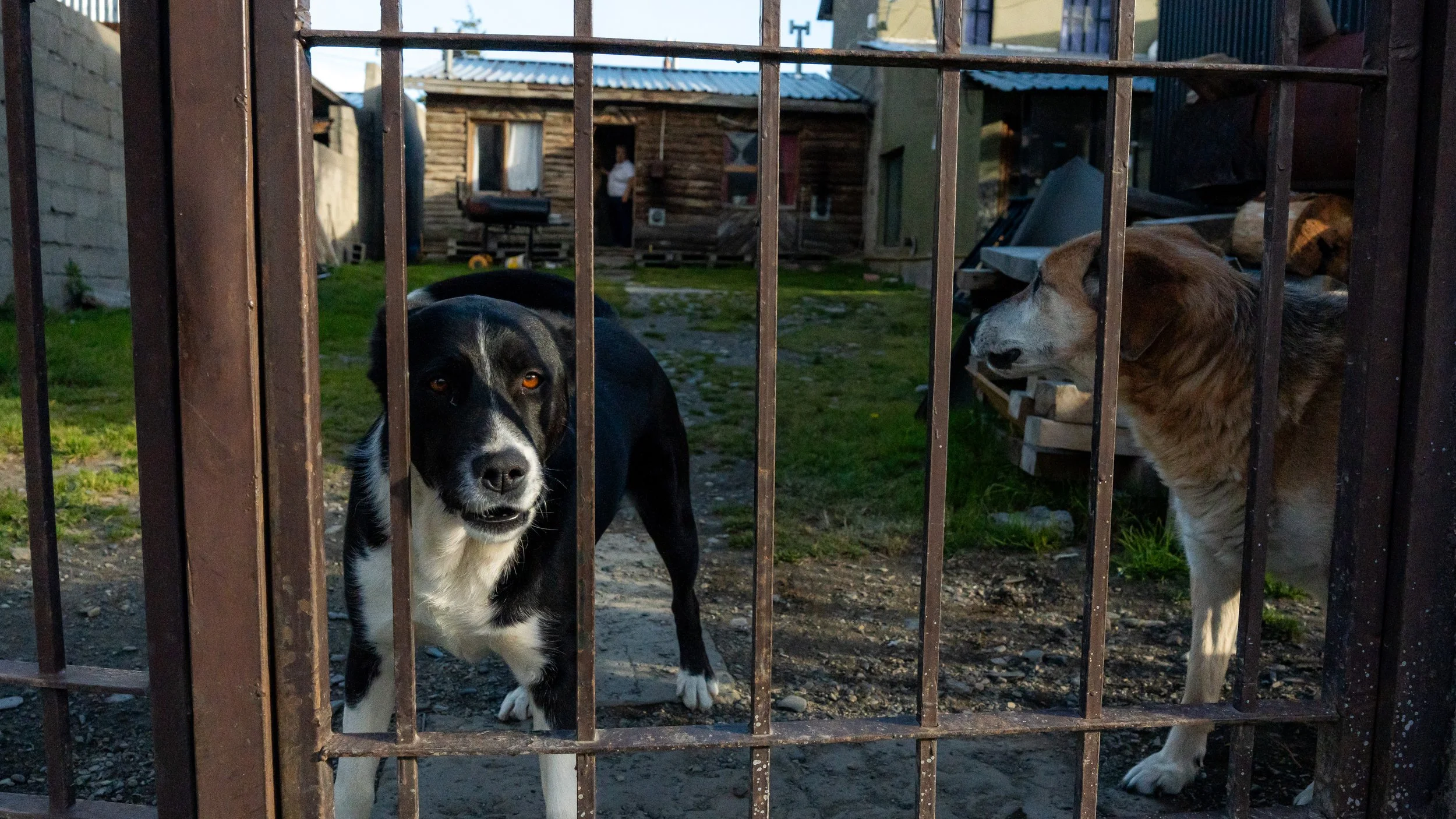 Two dogs behind a metal gate in a yard, one black and white with amber eyes looking forward, the other brown and white with a leash around its neck, in a possibly rural setting with wooden buildings in the background.