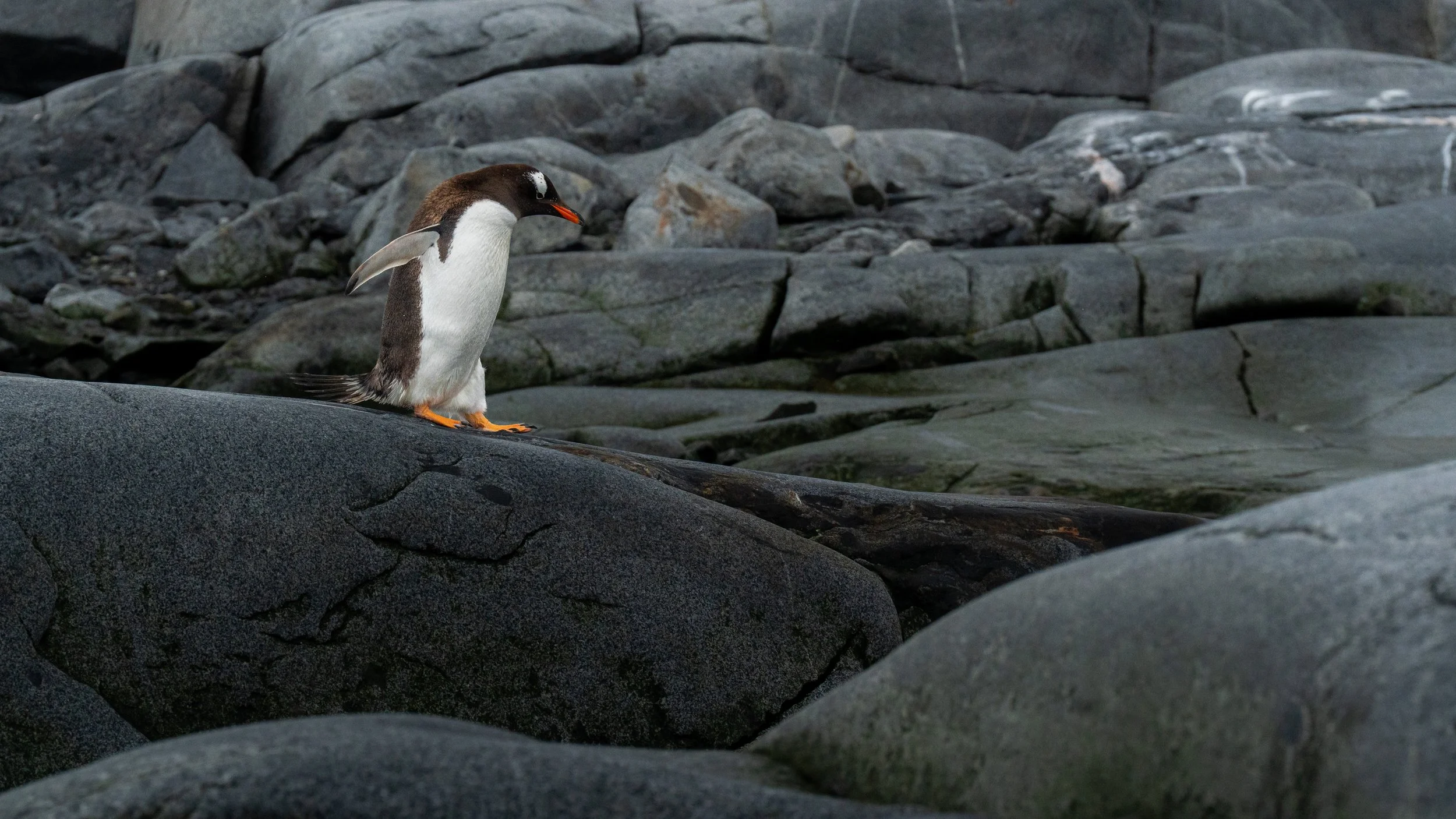 A penguin standing on a large, smooth, dark gray rock near a rocky shoreline with gray boulders and water in the background.