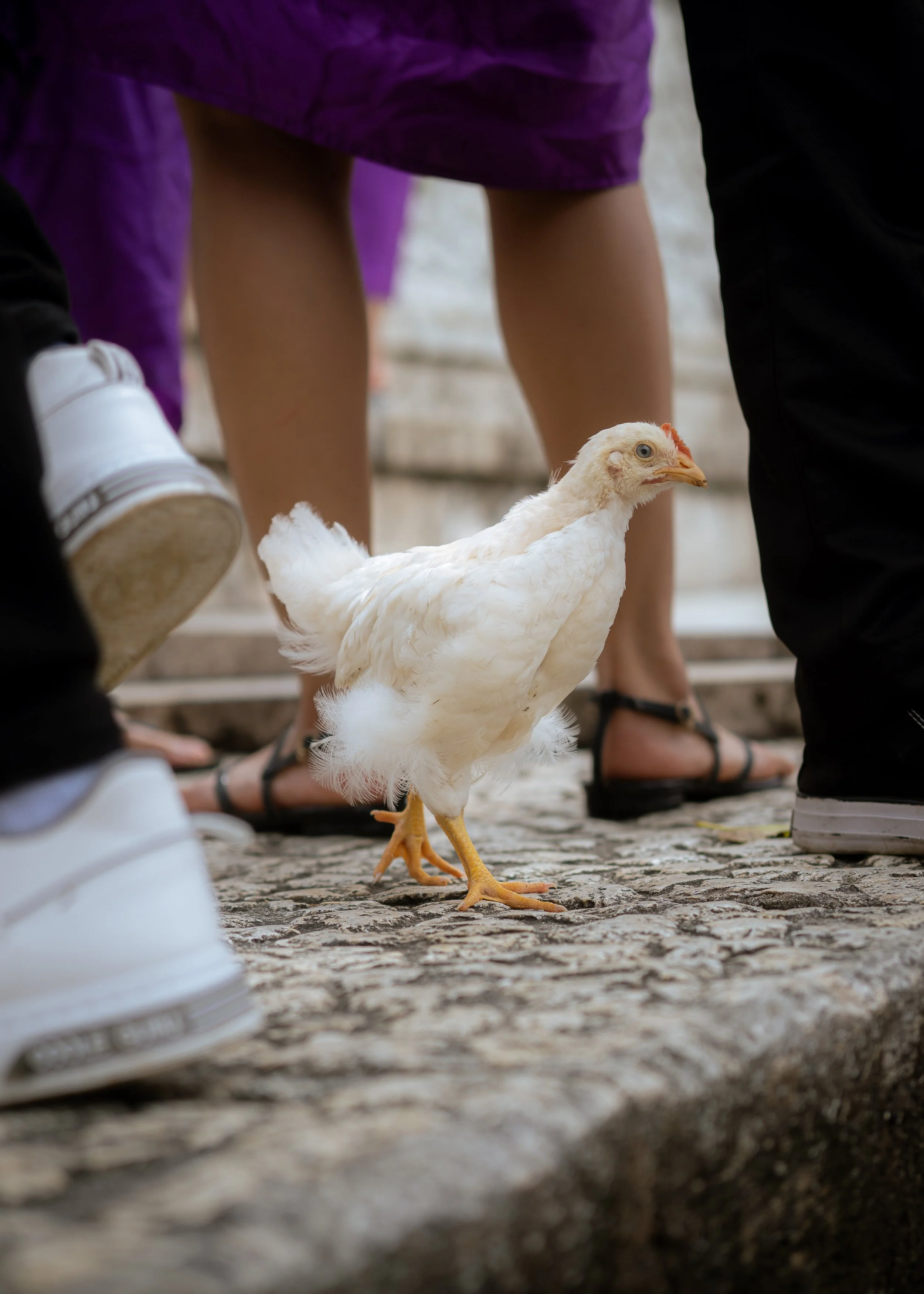 Close-up of a white chicken with blue eyes and orange beak walking on cobblestone pavement, surrounded by people wearing casual shoes and sandals.