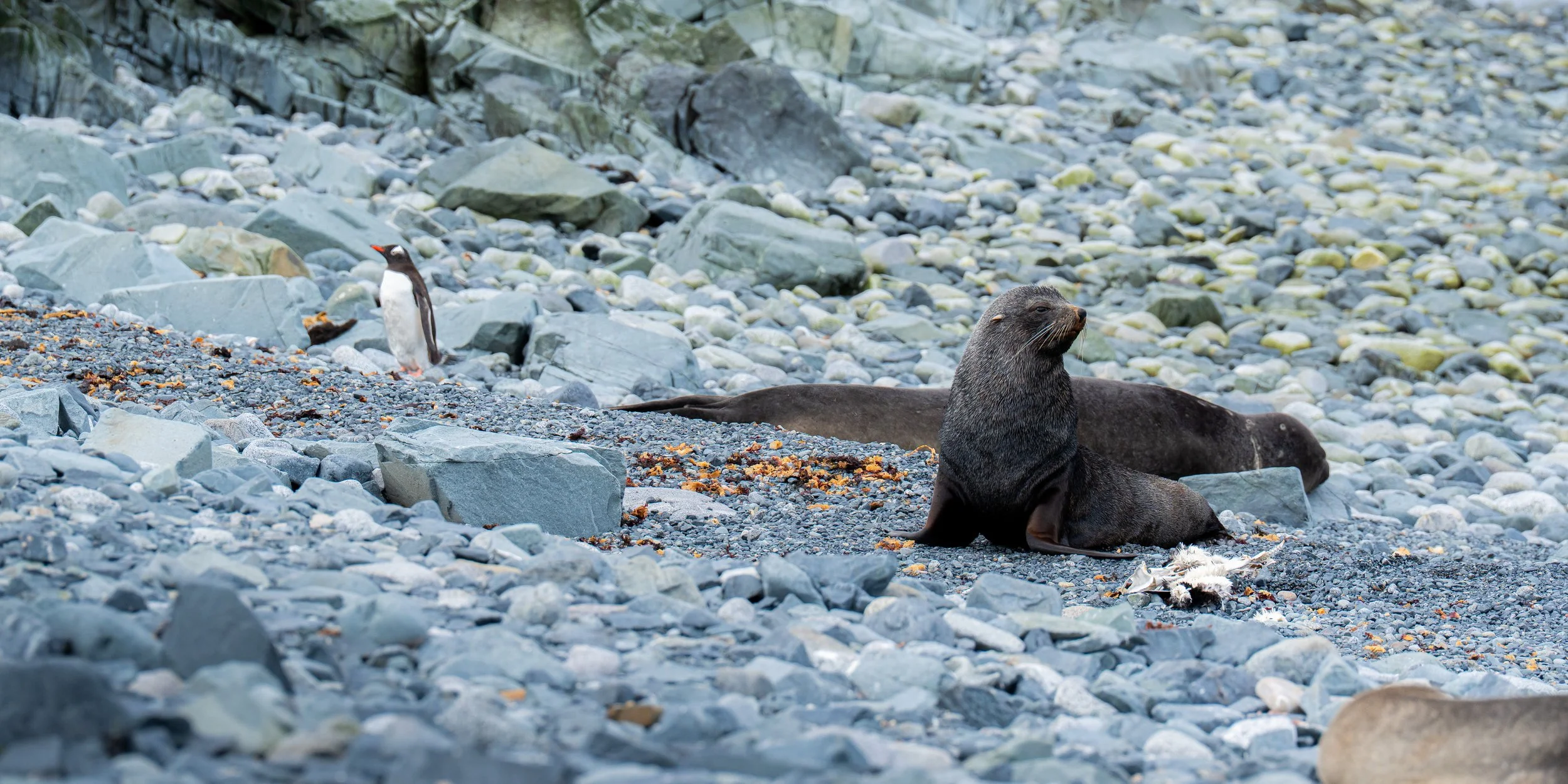 A scene on a rocky beach with a seal lying among rocks and a penguin standing nearby.