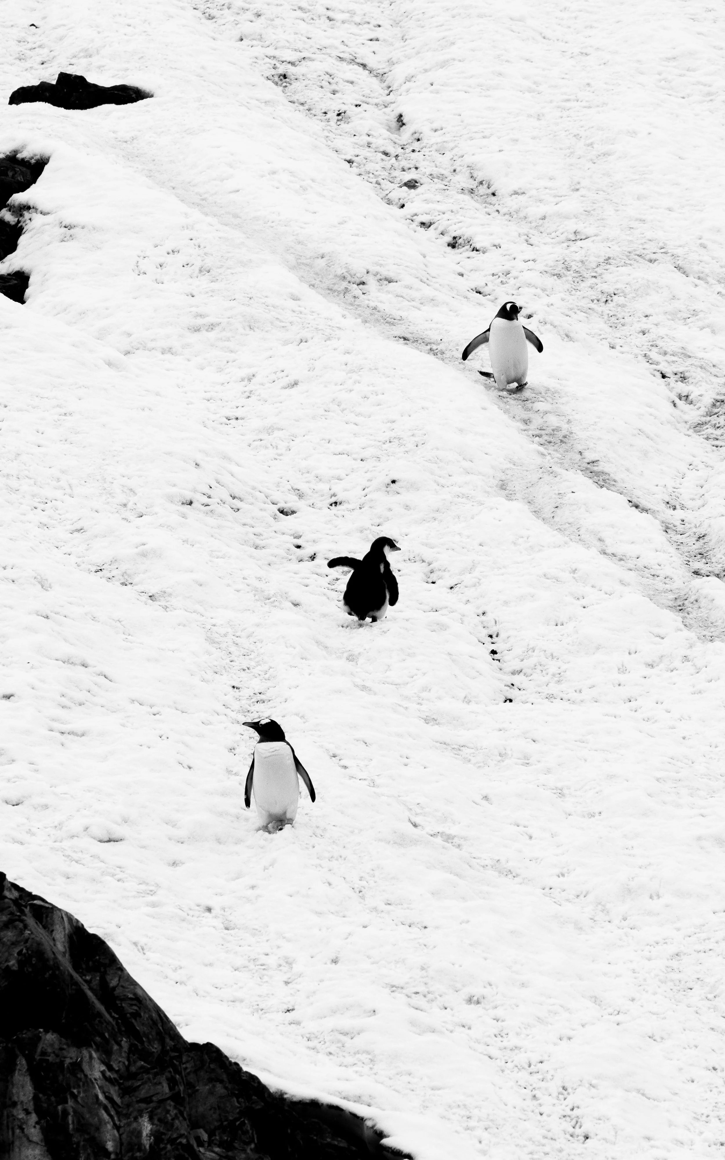 Black and white photo of penguins walking on snow-covered terrain with rocks on the side.