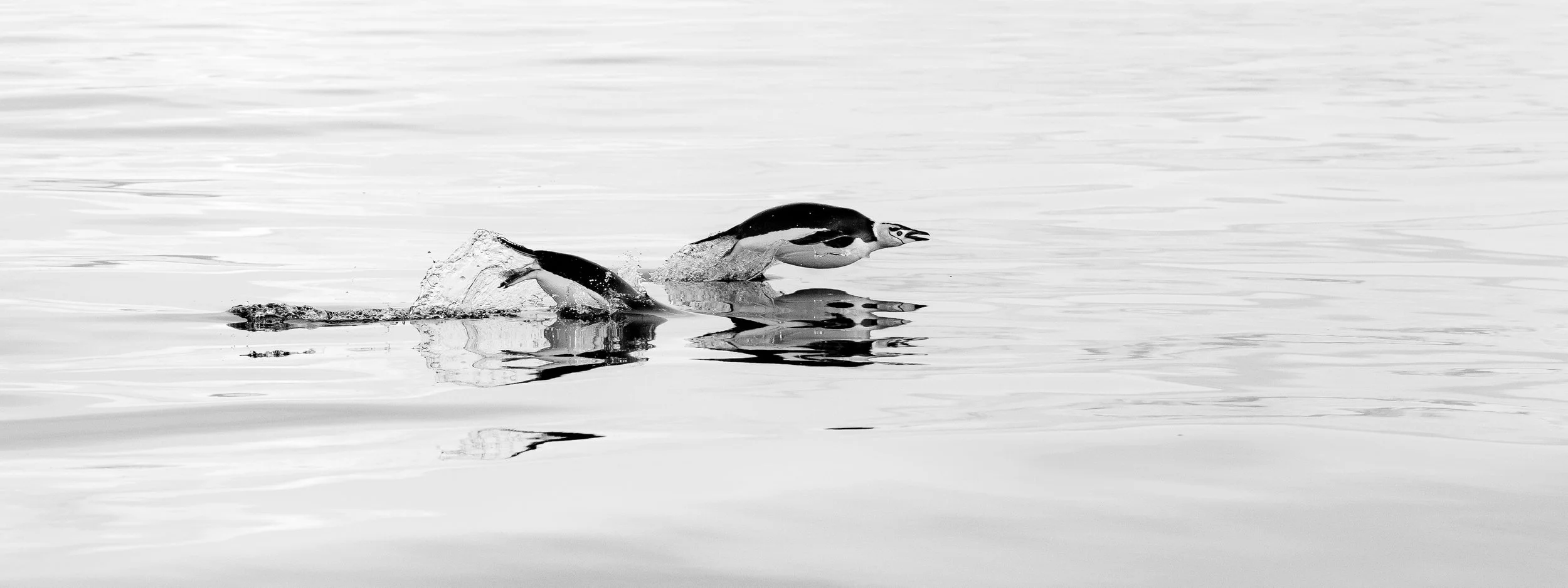 Black and white photograph of two penguins swimming in the water, with one leading and the other following, creating splashes and ripples.