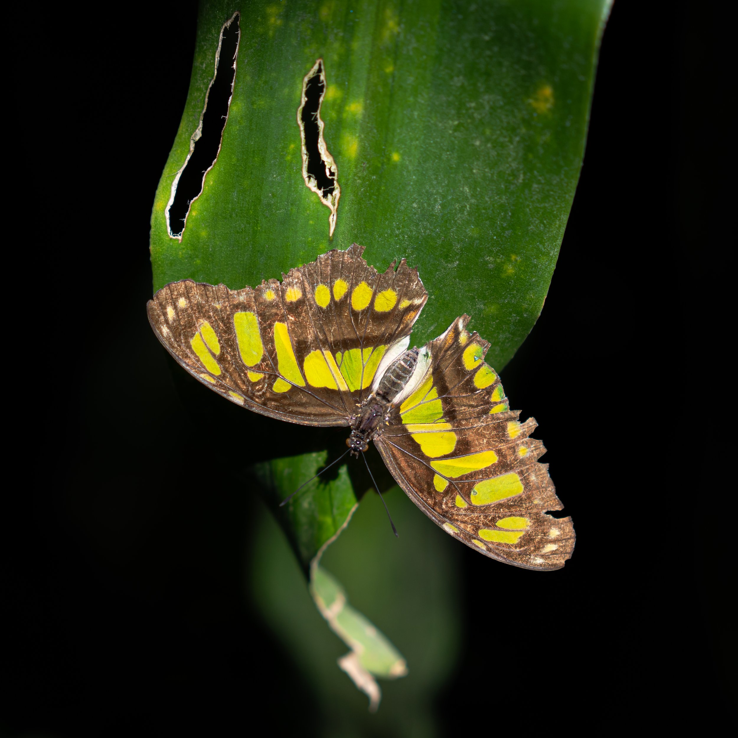 Close-up of a butterfly resting on a green leaf with holes, against a dark background.