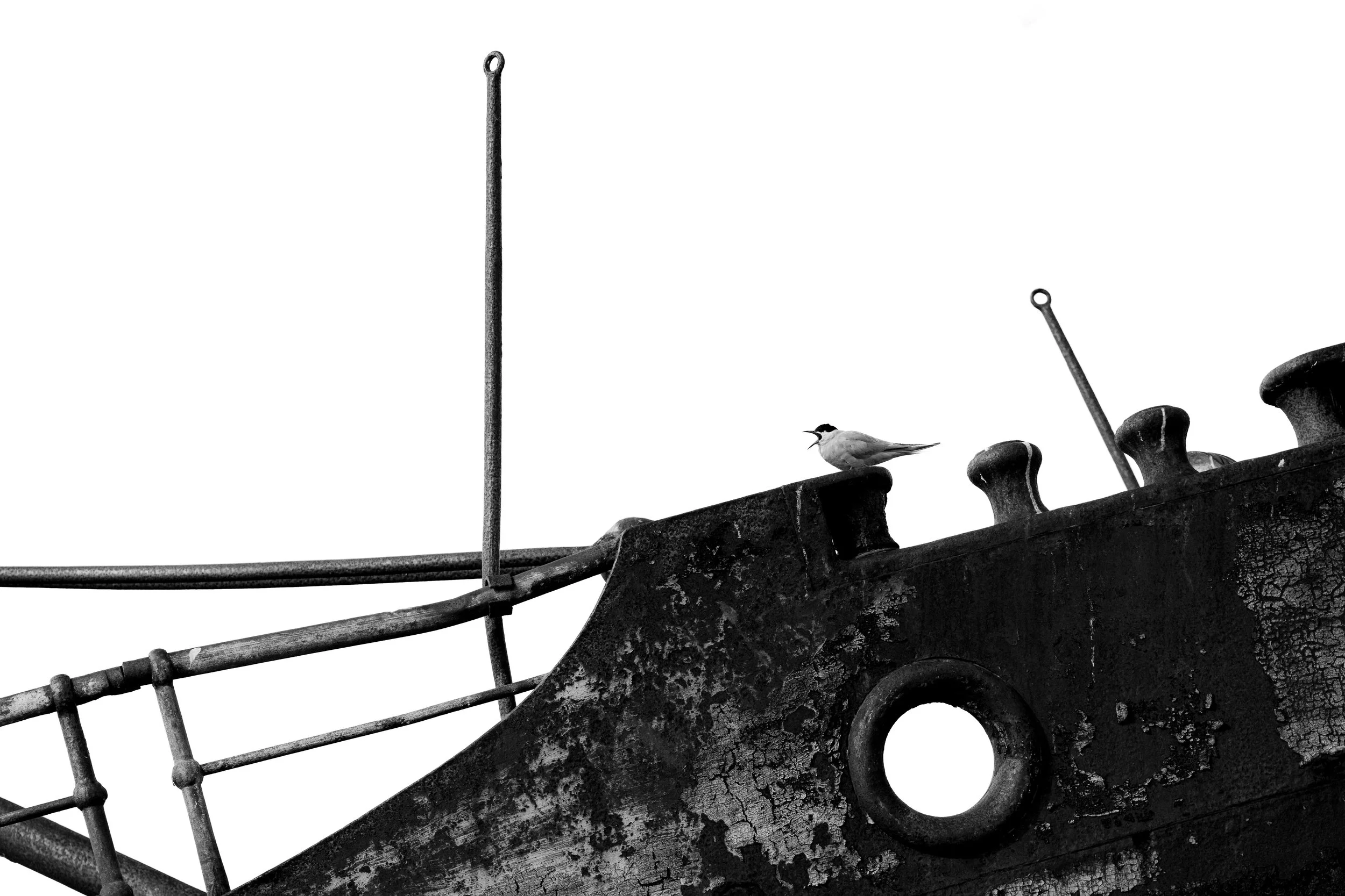 A black and white photo of a bird sitting on an old, weathered boat with rusty railings and pipes, against a plain white background.