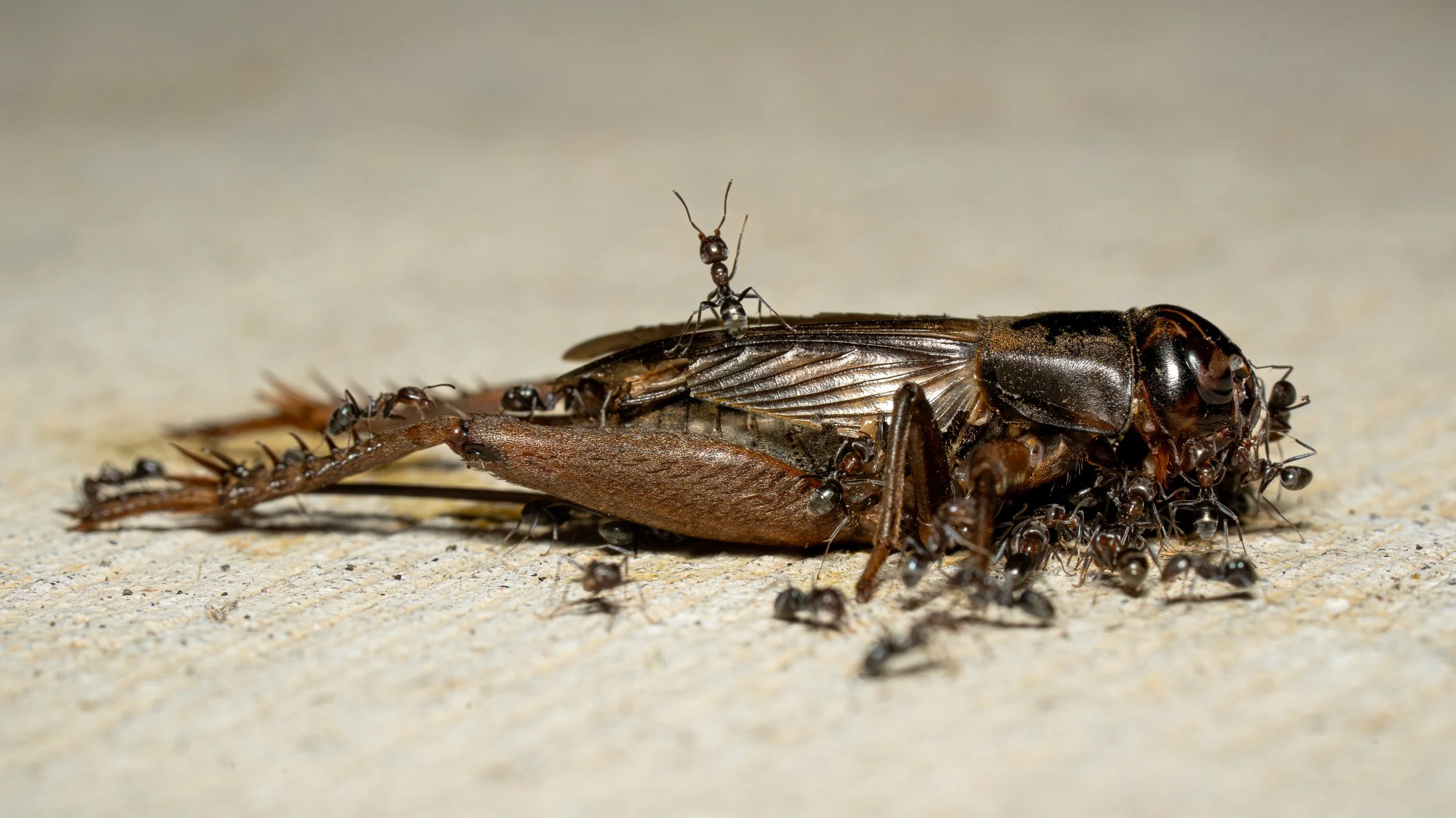Close-up of a dead insect with numerous small black ants surrounding and on top of it on a sandy surface.