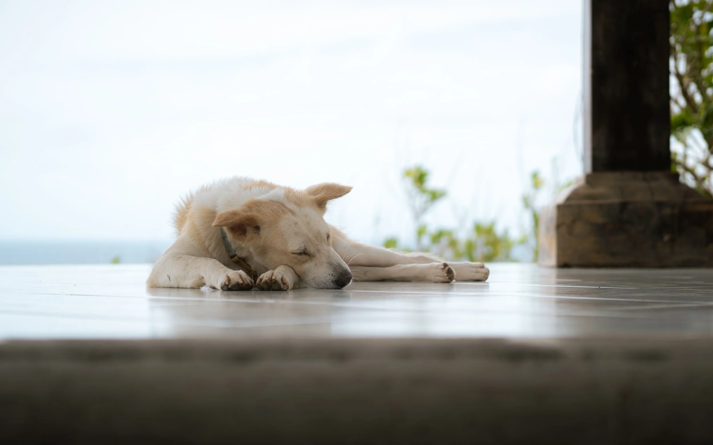 A light-colored dog peacefully lying down on a wooden deck outdoors, with a greenery-filled background and a cloudy sky.