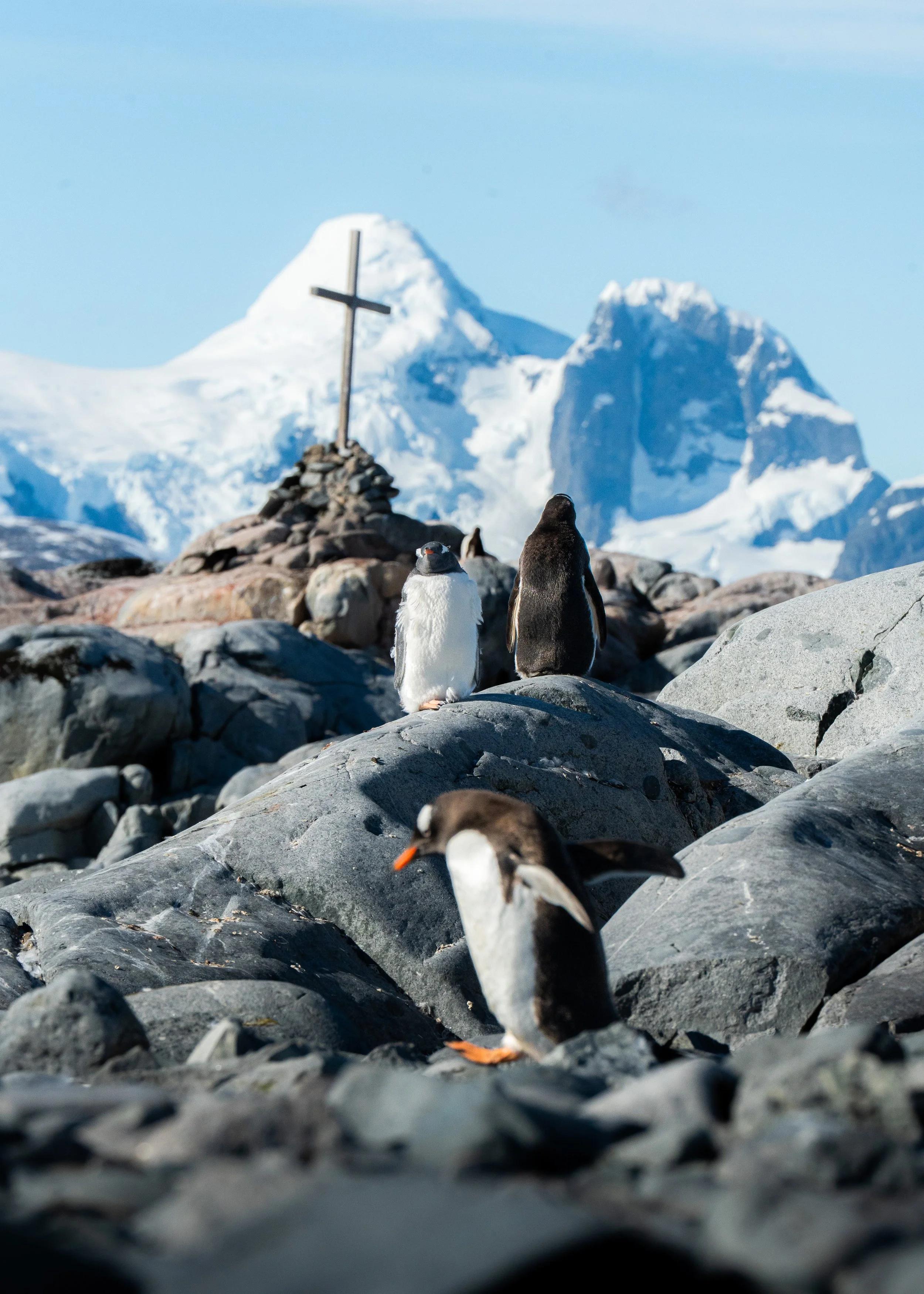A rocky landscape with multiple penguins, including one front and center, on a snow-covered terrain near Mount Erebus with a cross monument in the background, in Antarctica.