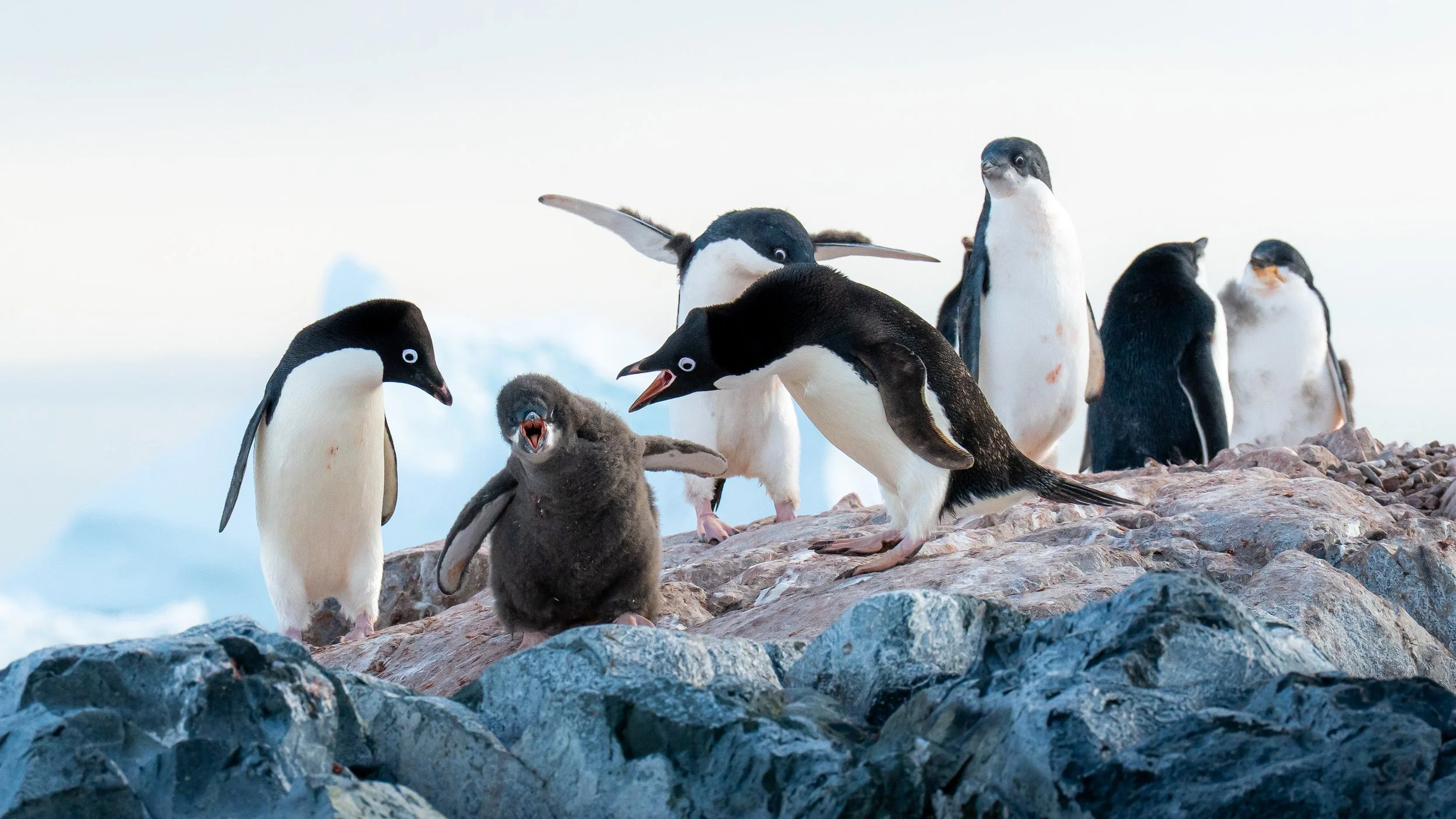 Group of adult and chick penguins on rocky terrain in cold environment.