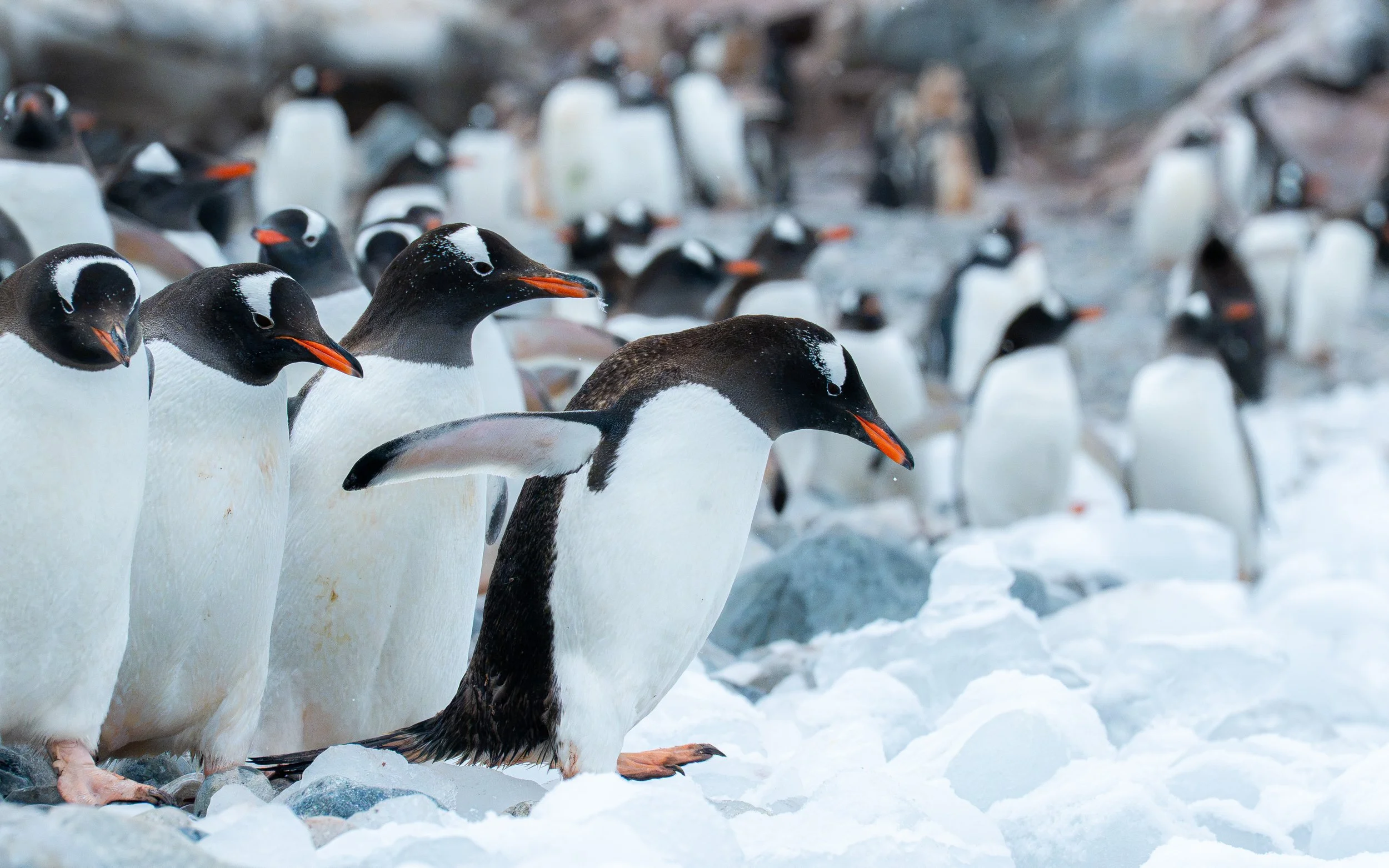 Group of penguins standing on snow and ice in a cold environment.