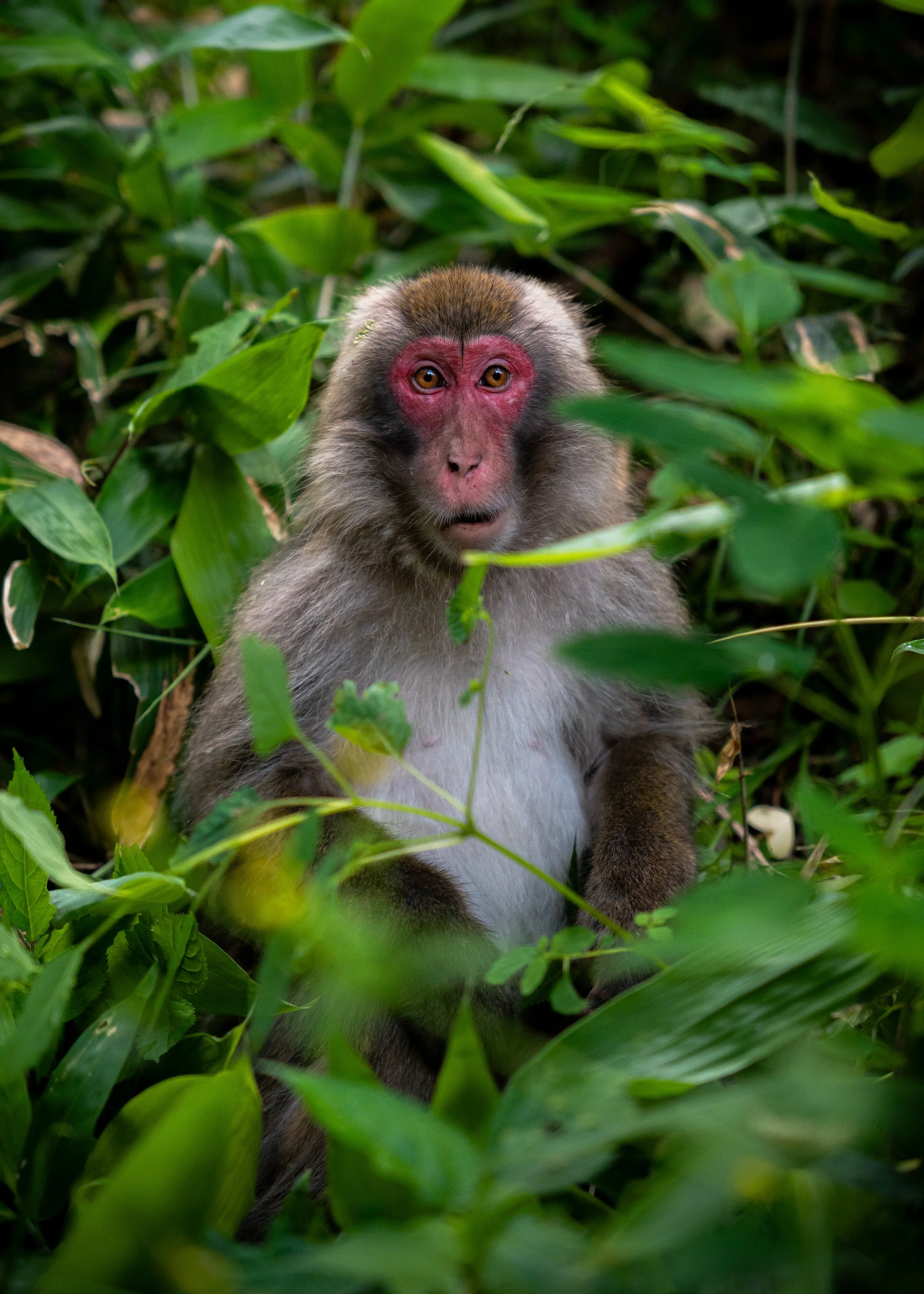 A macaque monkey sitting among green foliage with a surprised expression on its face.