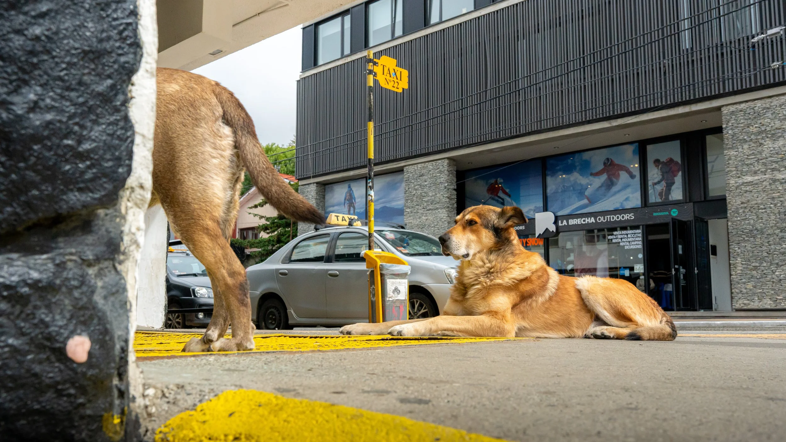 Two dogs in an urban setting, one lying on the sidewalk and the other standing, with a parking lot and a storefront with skiing images in the background.