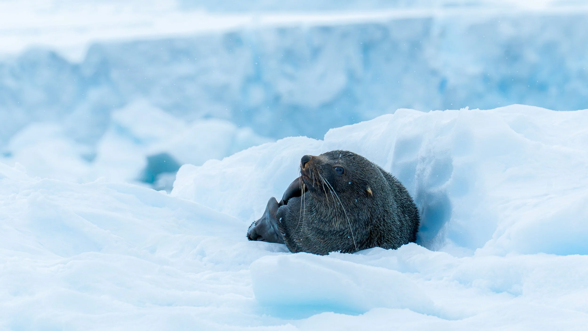 A seal resting on snow in an icy Arctic environment.