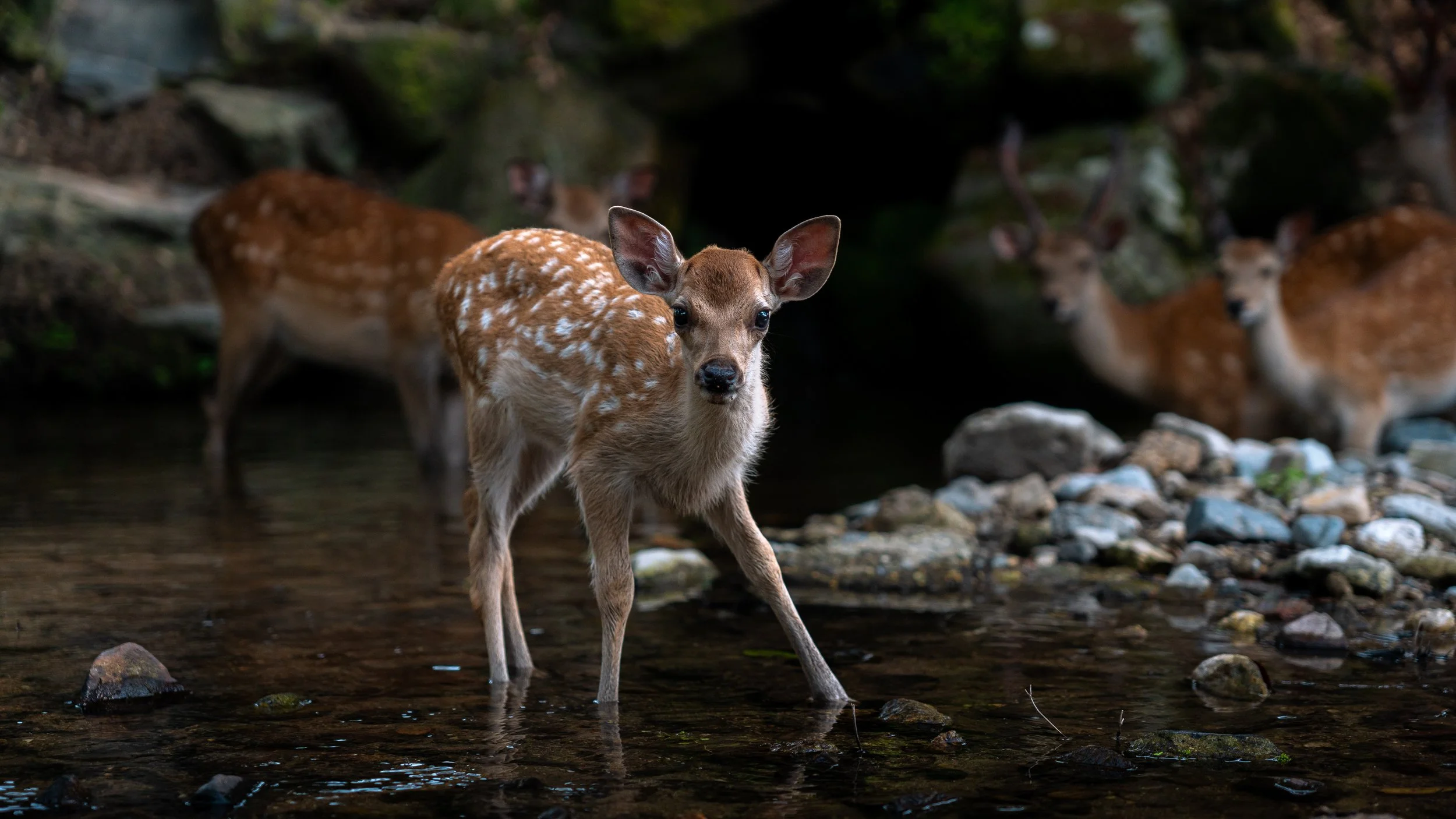 Fawn standing in a shallow stream with rocks, with two other fawns partially visible in the background near a rocky, wooded area.