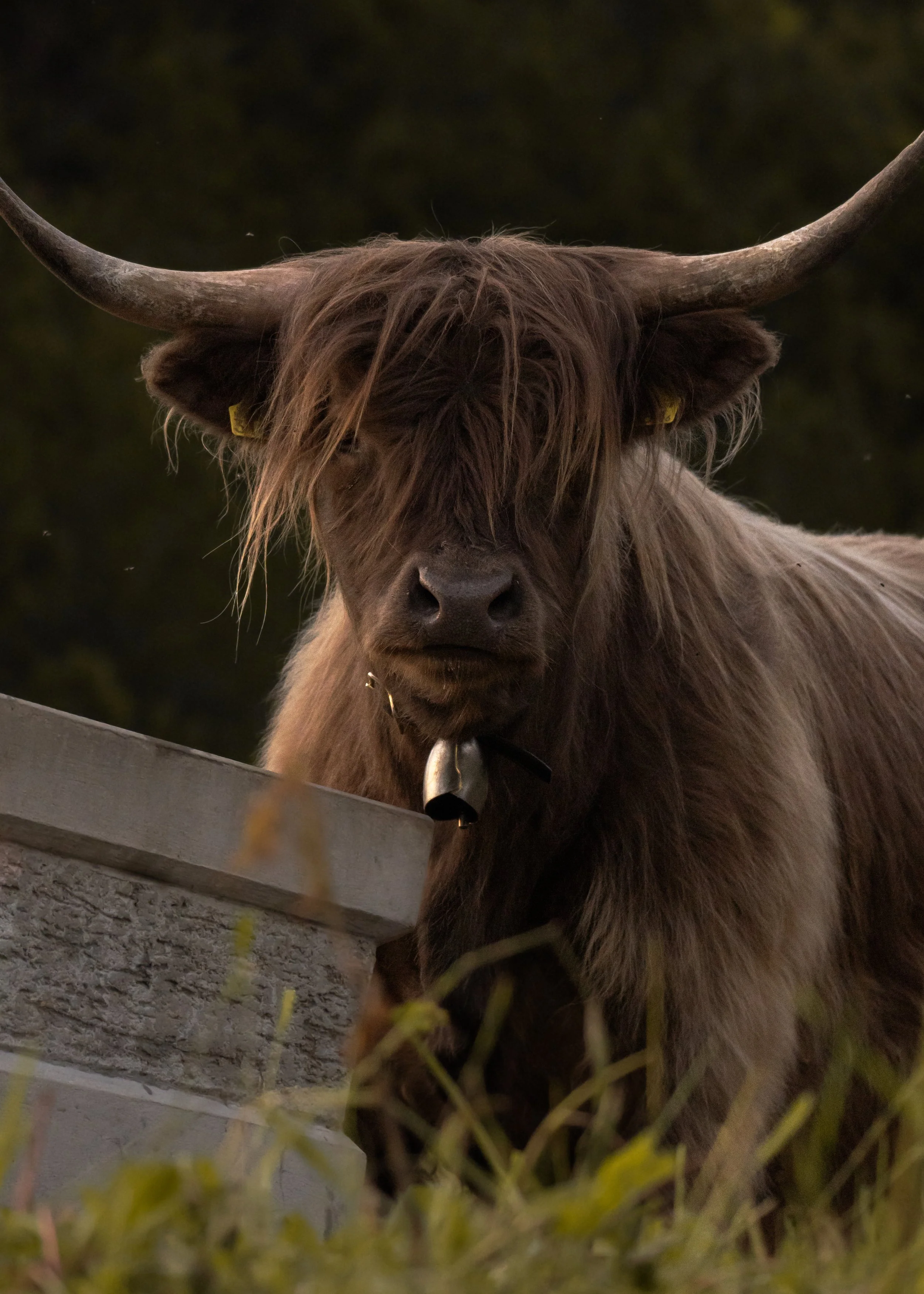 A Highland cow with large horns and long hair standing behind a stone wall, partially obscured by grass, at dusk.