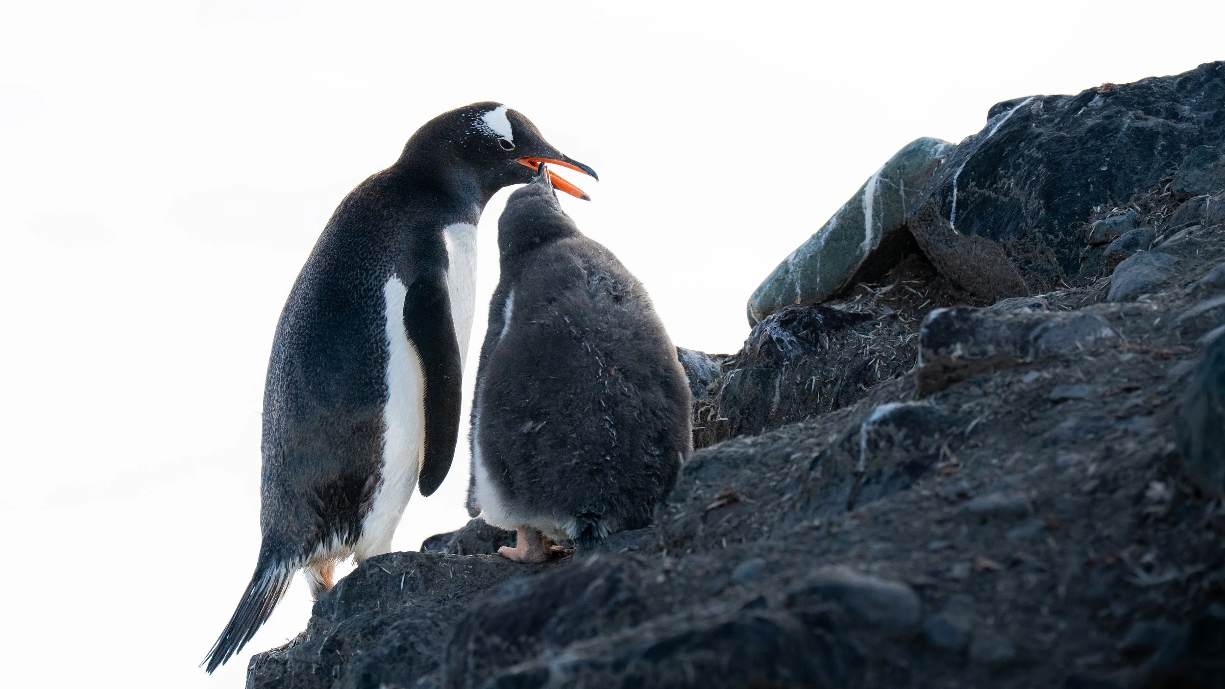 A penguin and its chick sit on a rocky cliffside with a white overcast sky in the background.