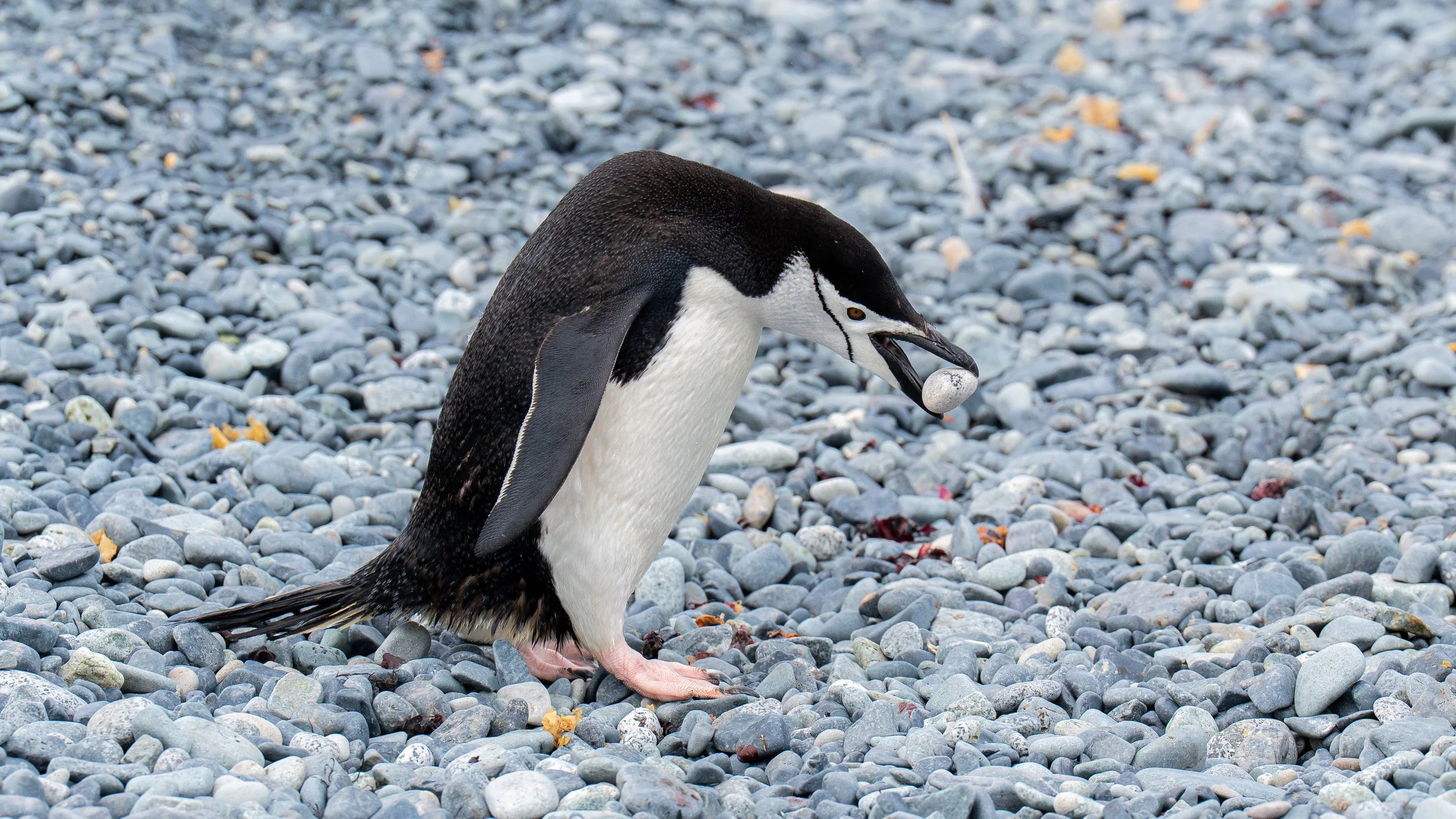 A penguin standing on a bed of smooth gray pebbles, holding a small round rock in its beak.